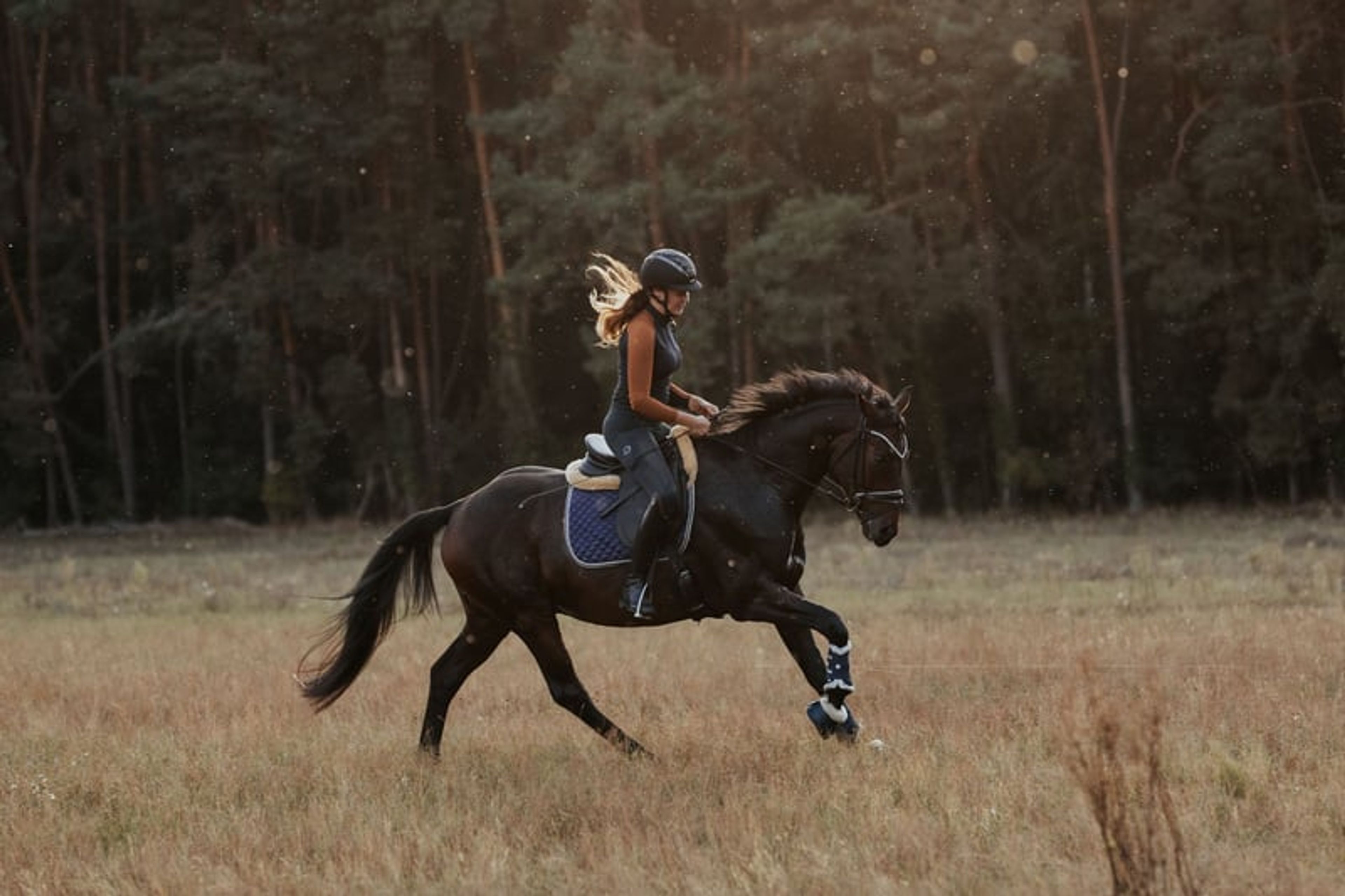 Typey gelding with a great temperament - Image 2