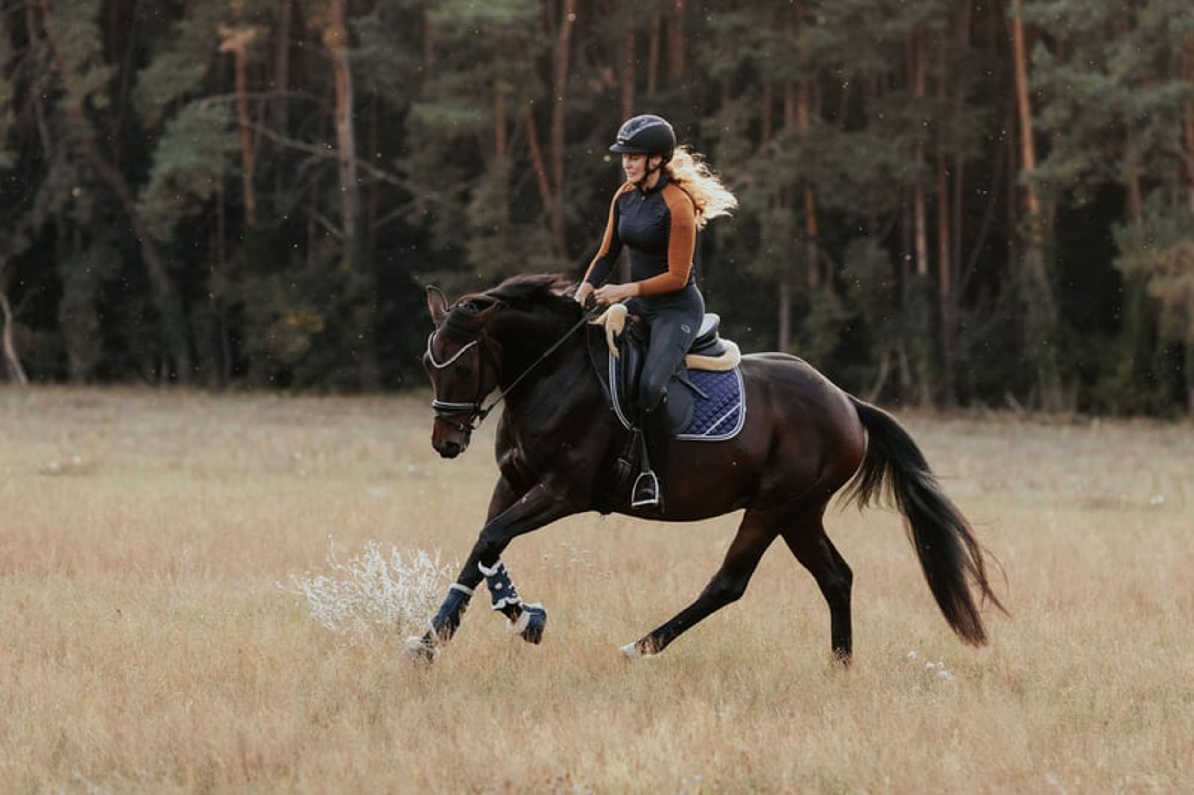 Typey gelding with a great temperament - Image 3