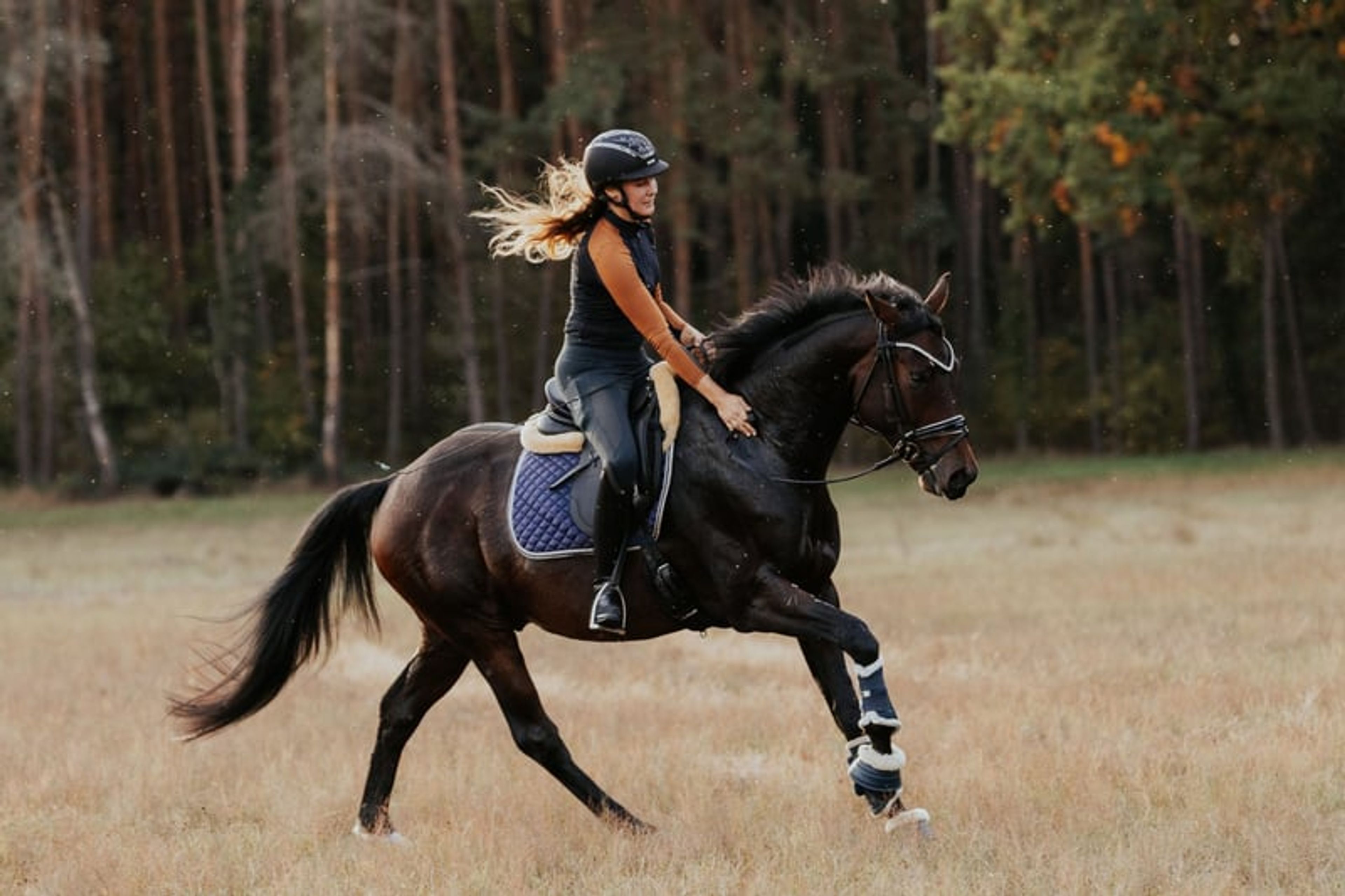 Typey gelding with a great temperament - Image 4