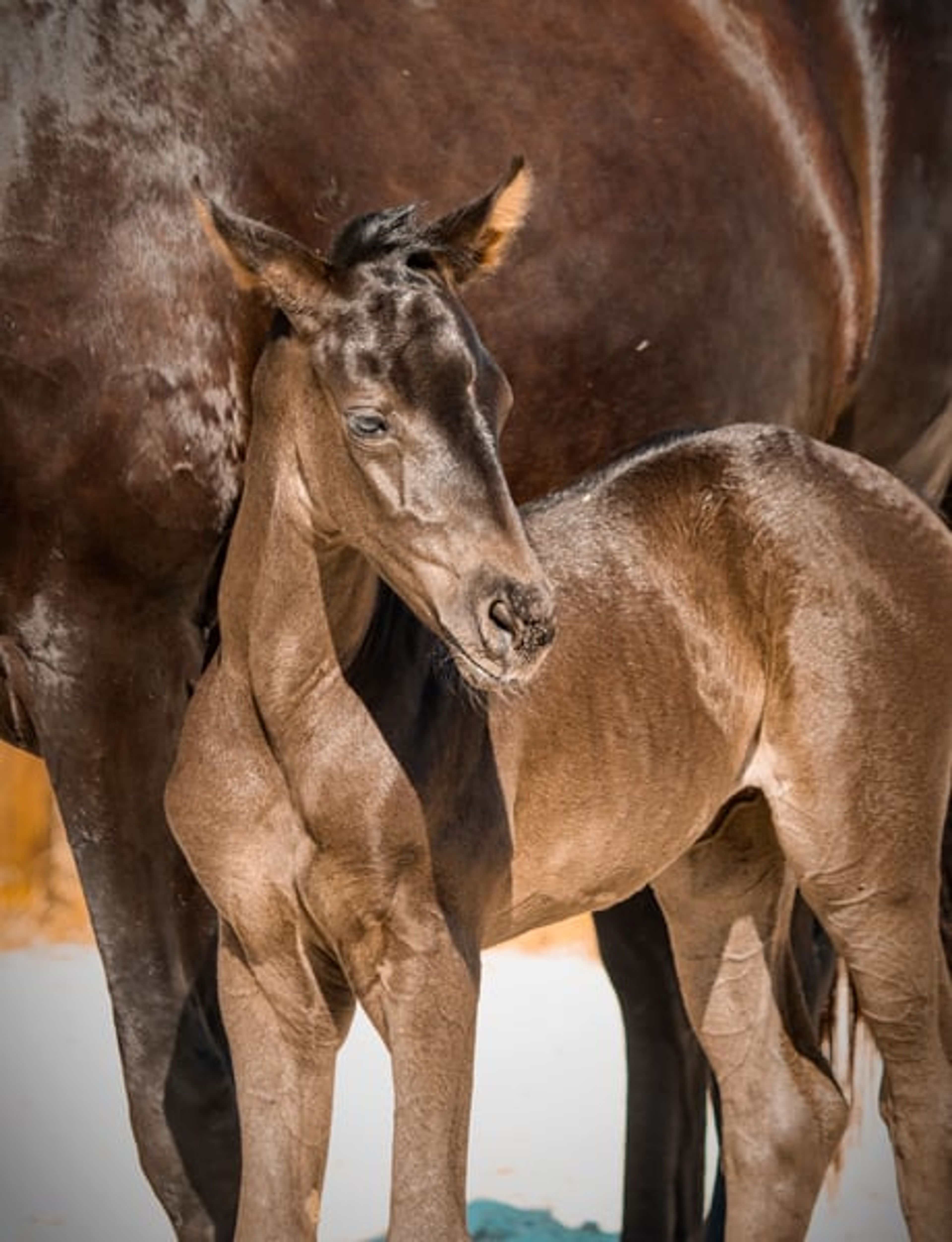 KWPN Filly for Dressage