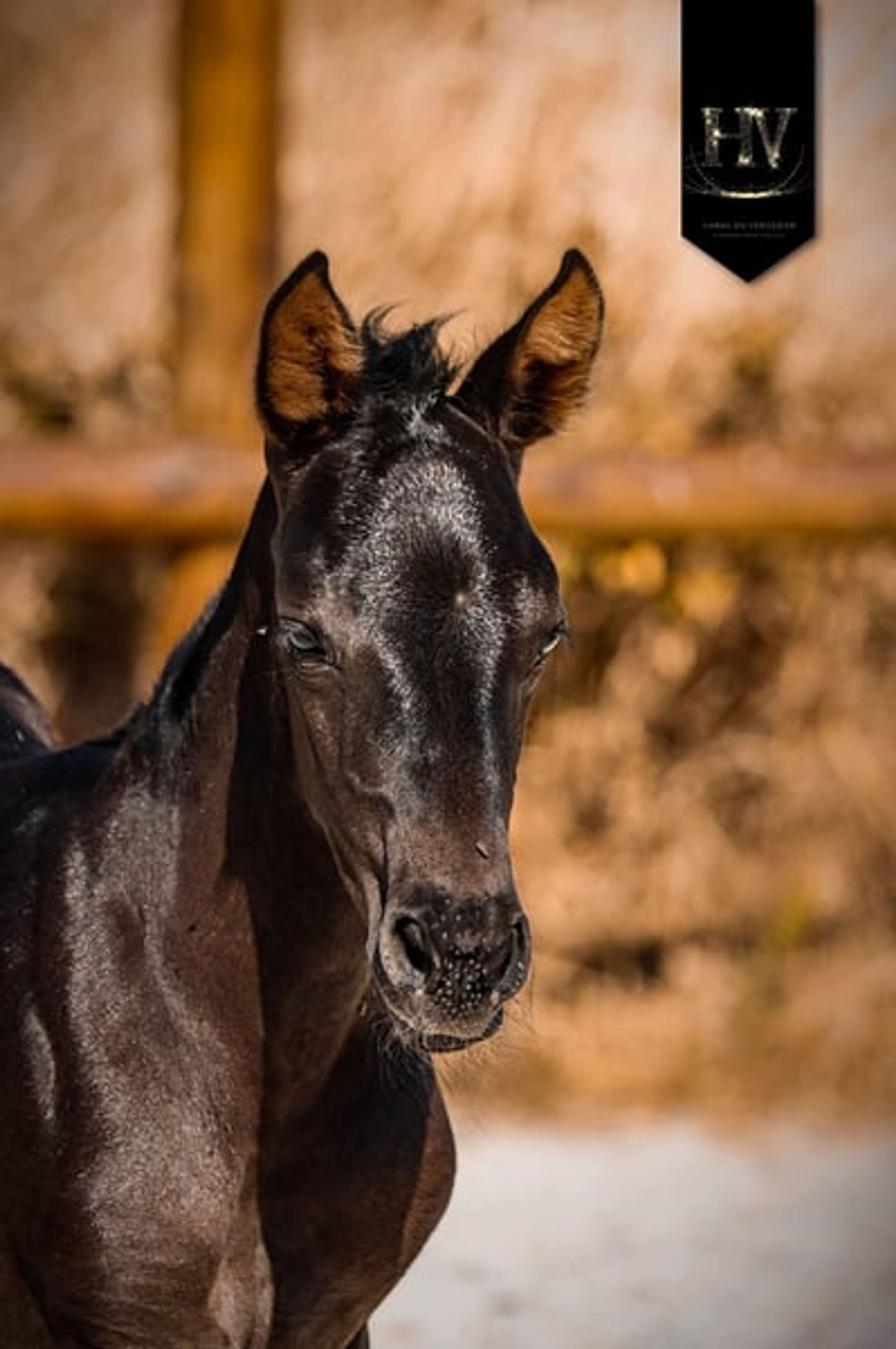 KWPN Filly for Dressage - Image 2