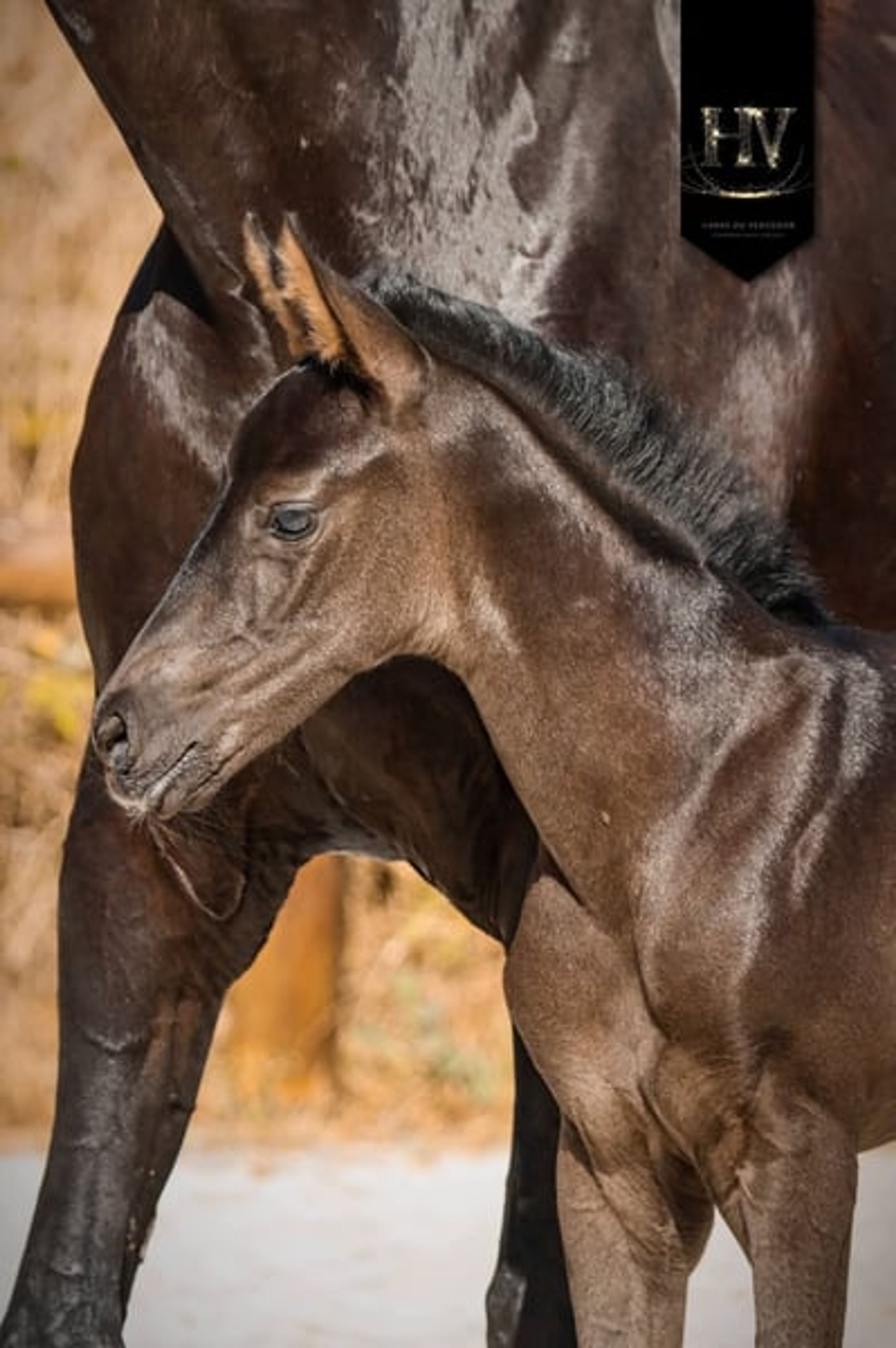 KWPN Filly for Dressage - Image 3