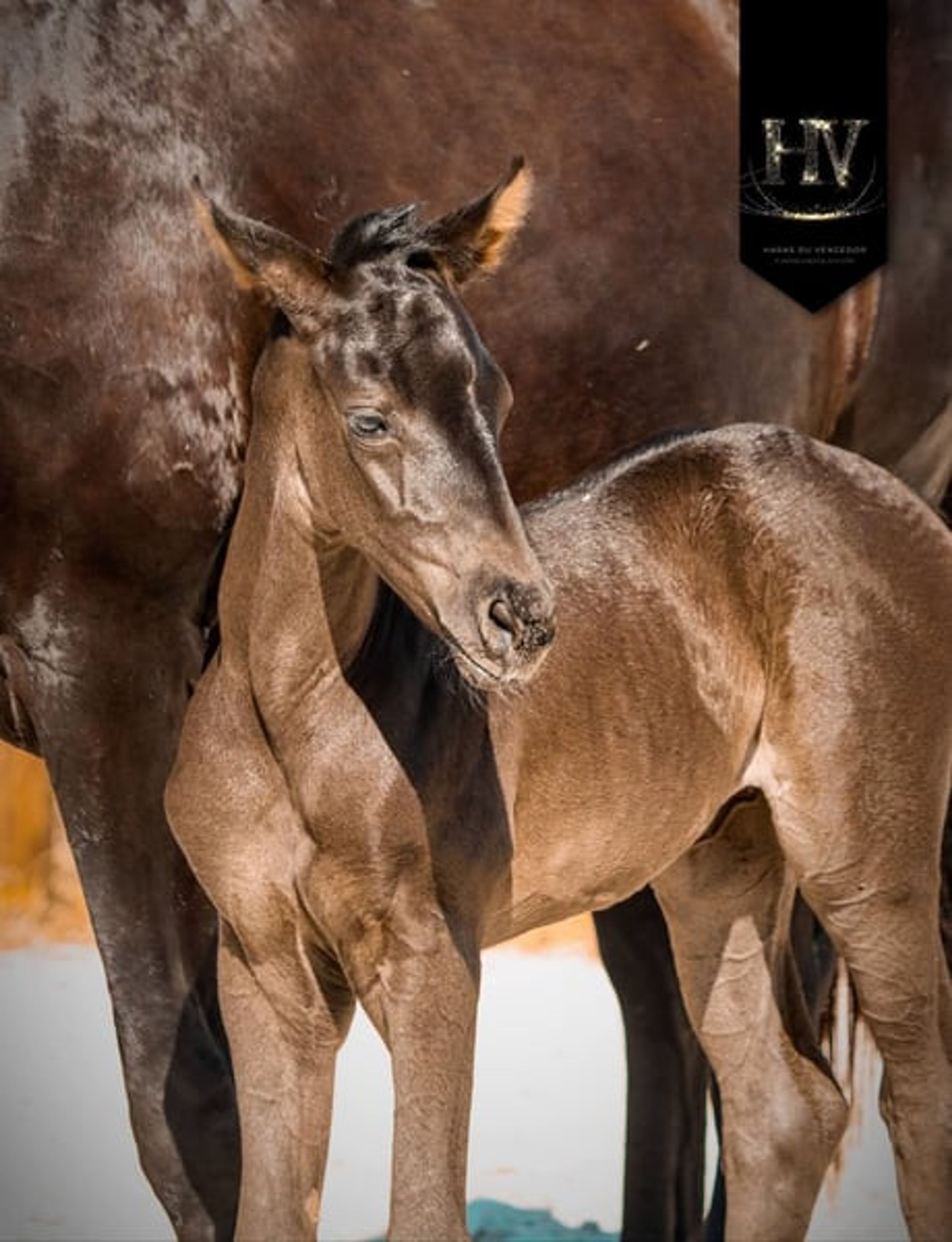 KWPN Filly for Dressage - Image 4