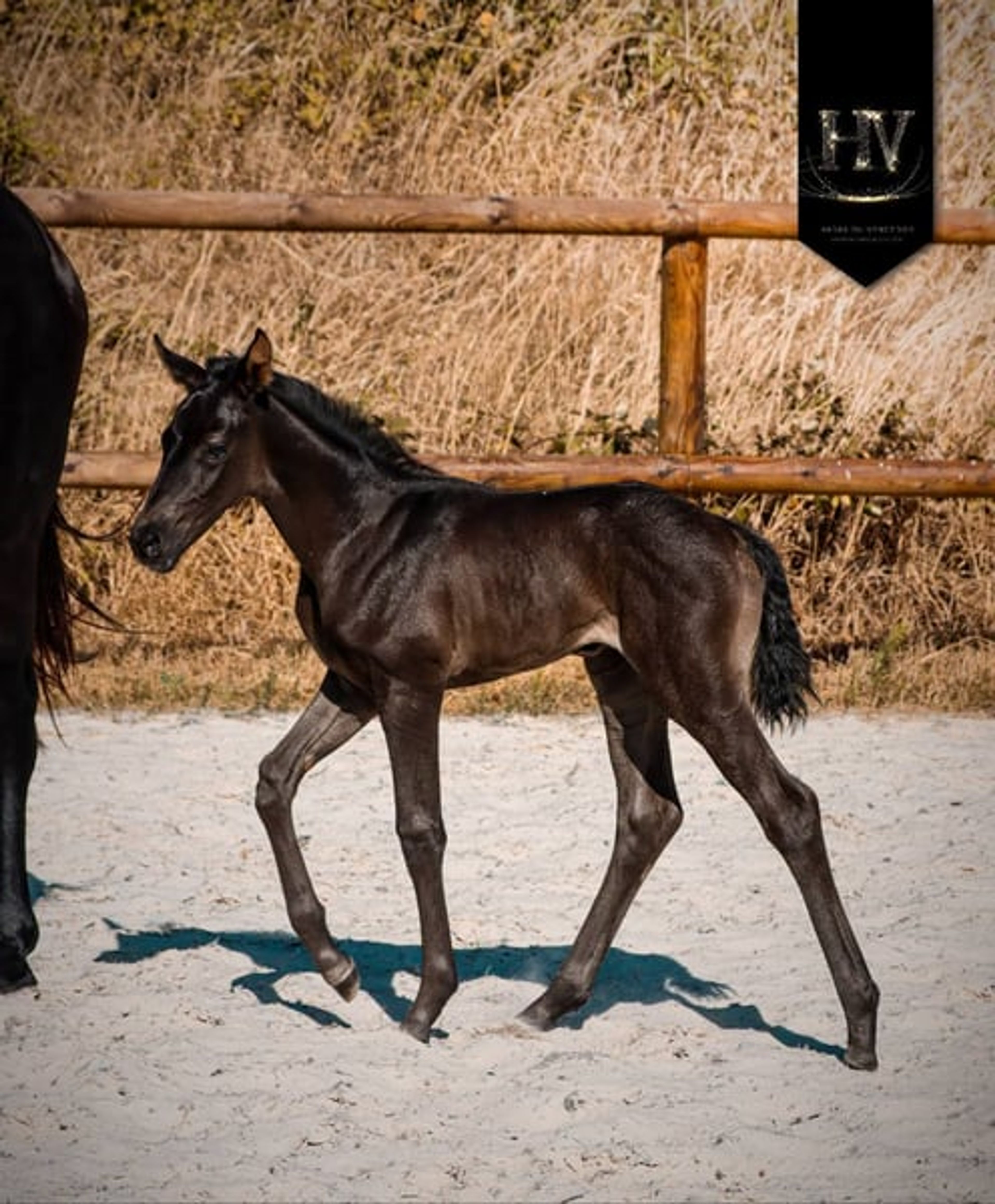 KWPN Filly for Dressage - Image 5