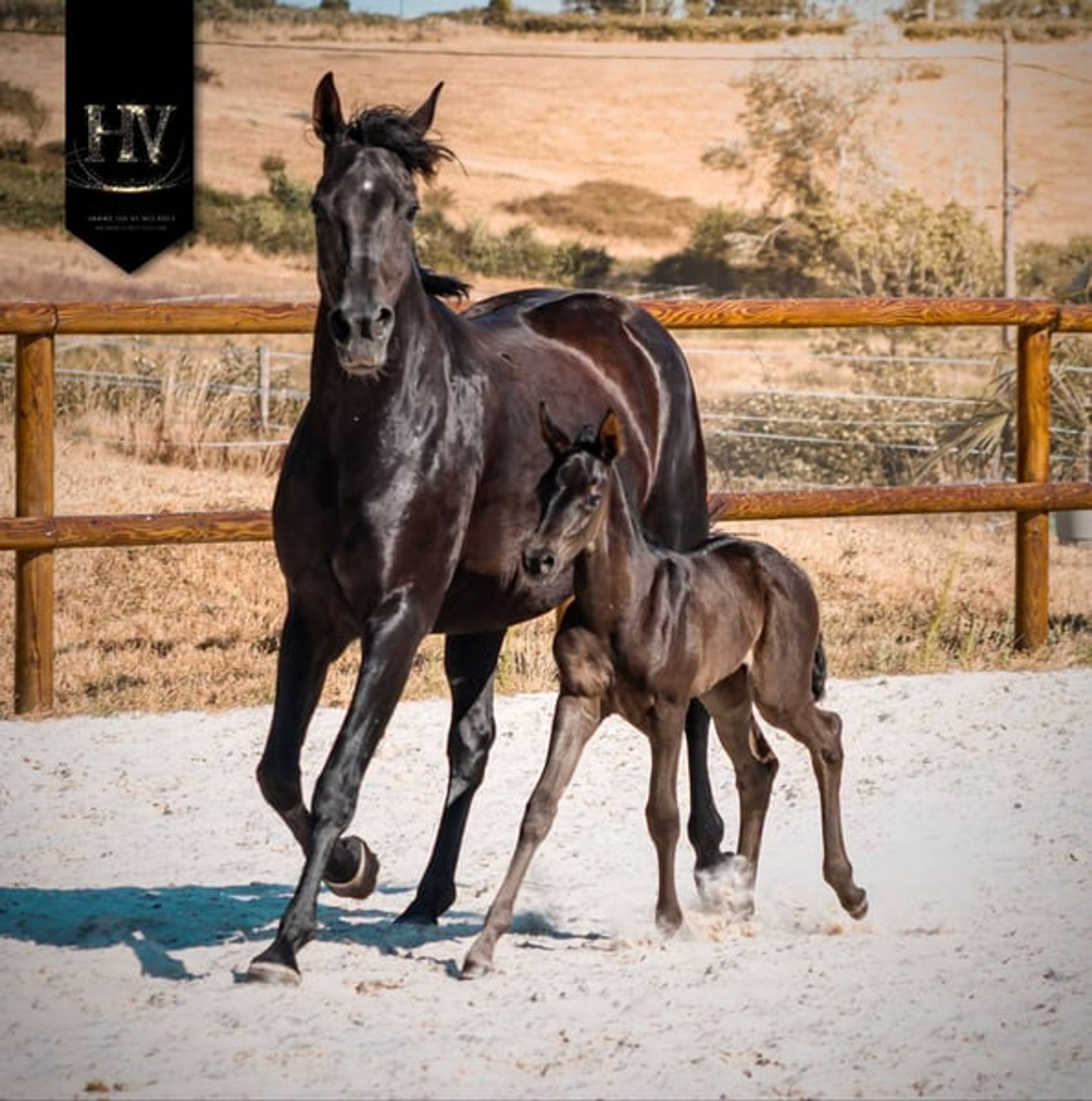 KWPN Filly for Dressage - Image 6