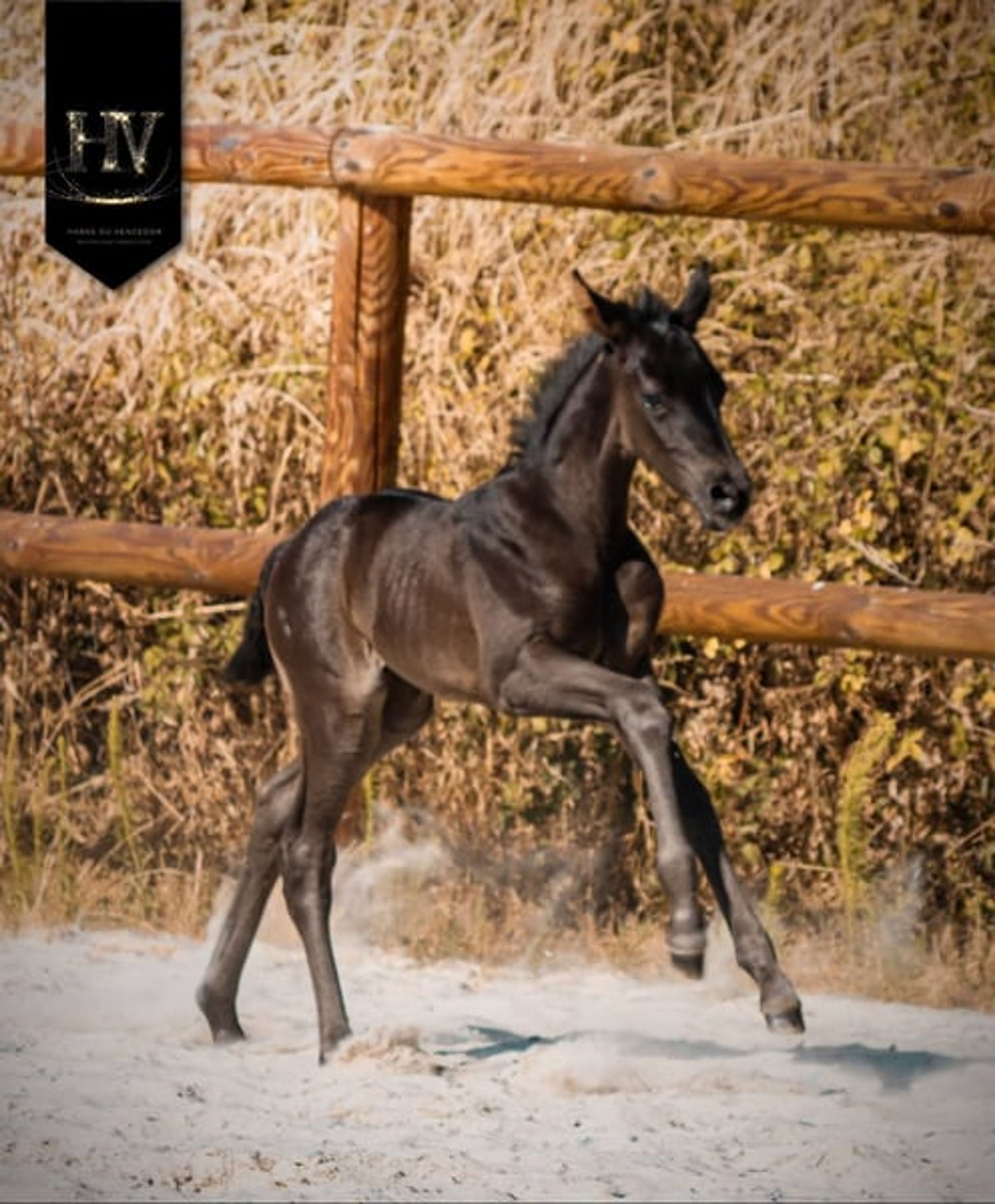 KWPN Filly for Dressage - Image 7