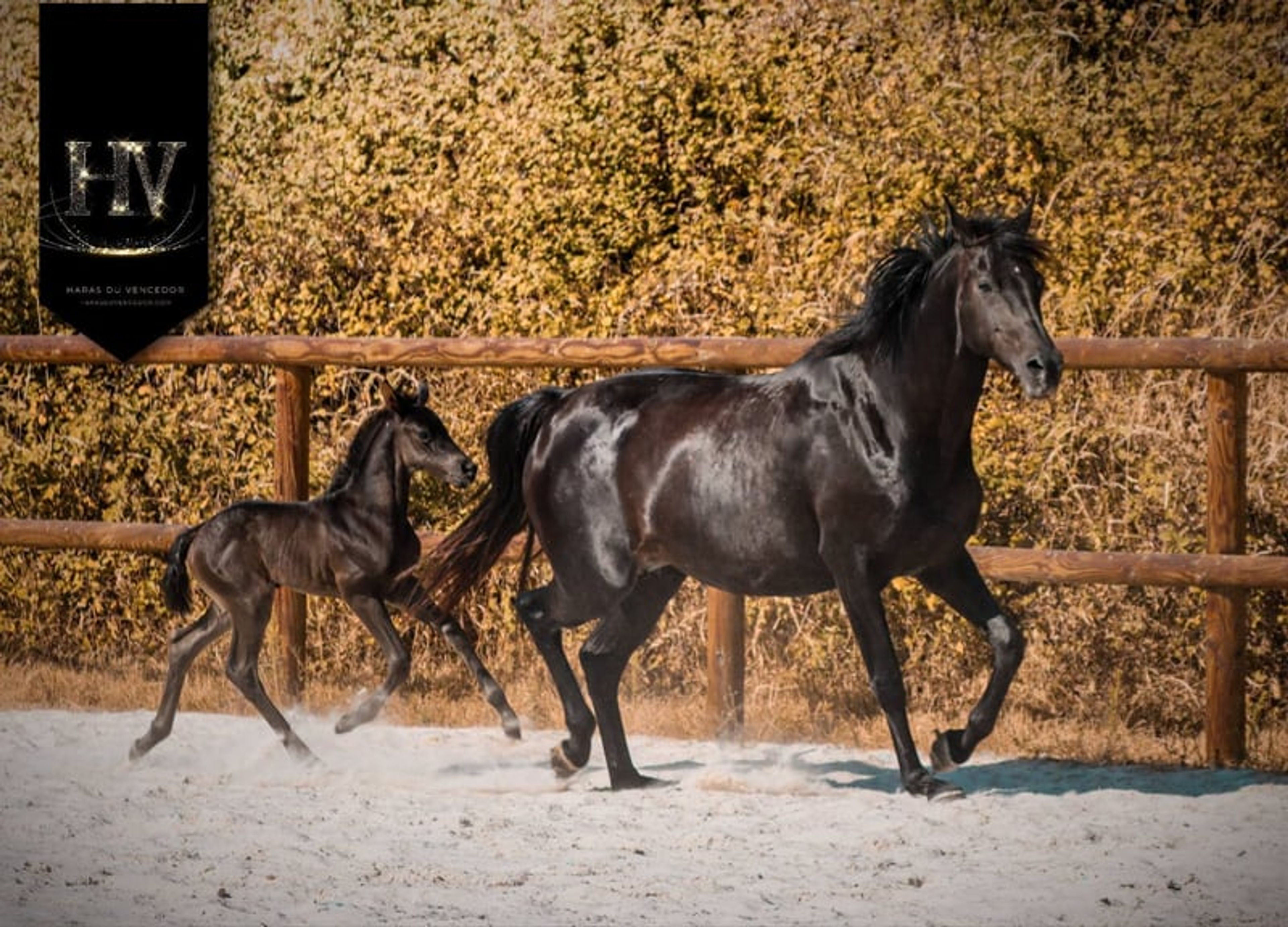 KWPN Filly for Dressage - Image 8
