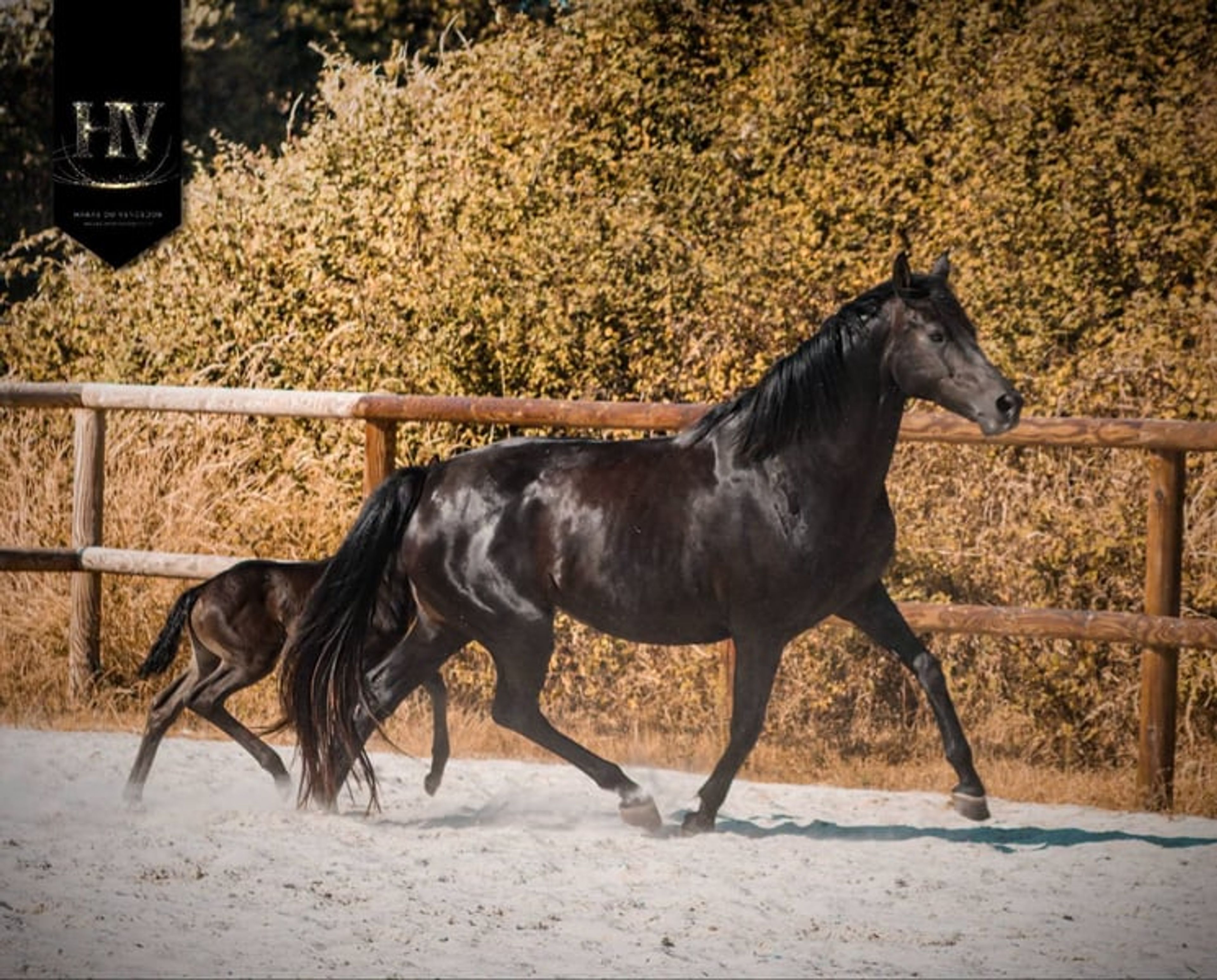 KWPN Filly for Dressage - Image 9
