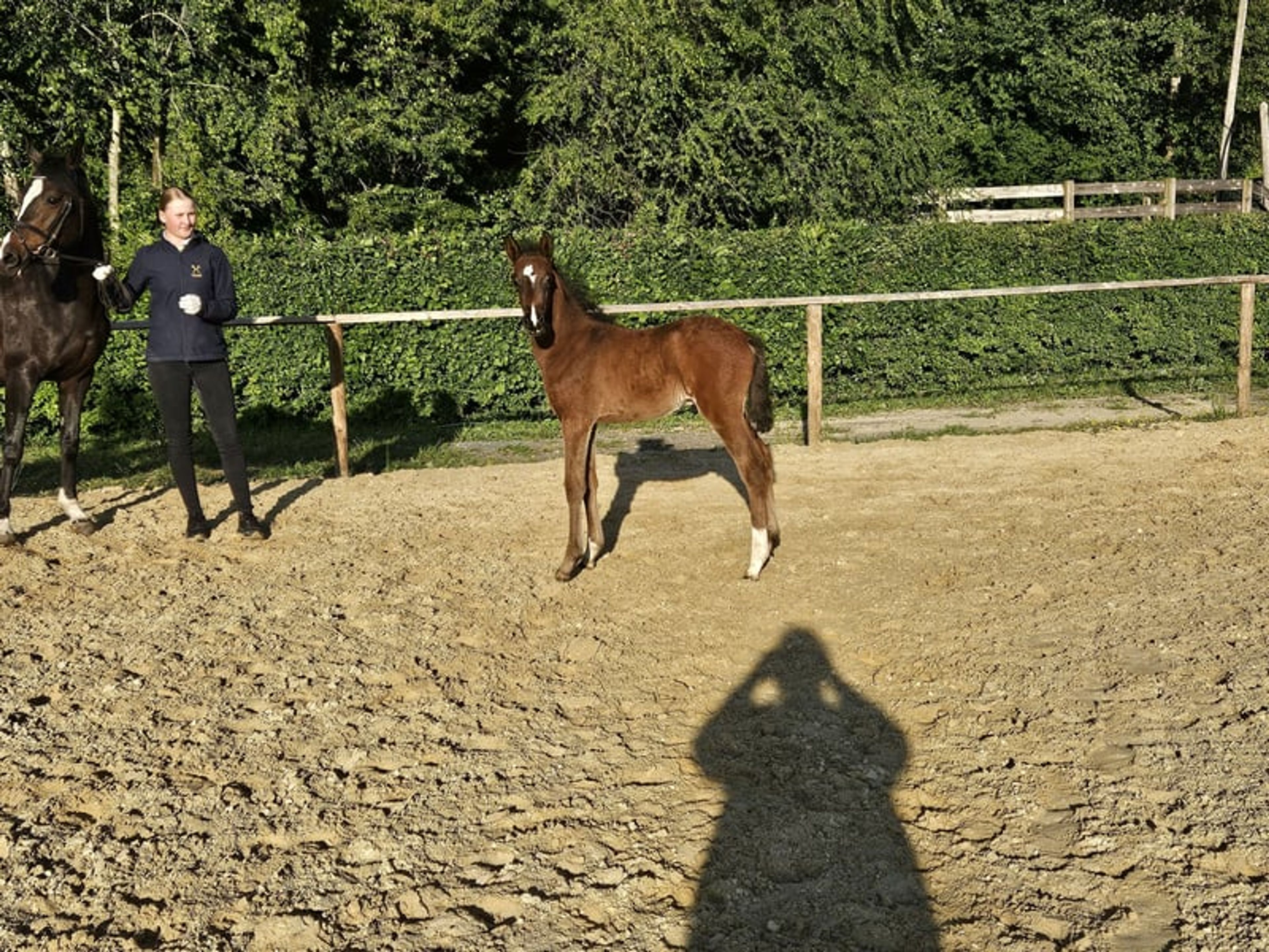 DR Hengstfohlen - Image 3