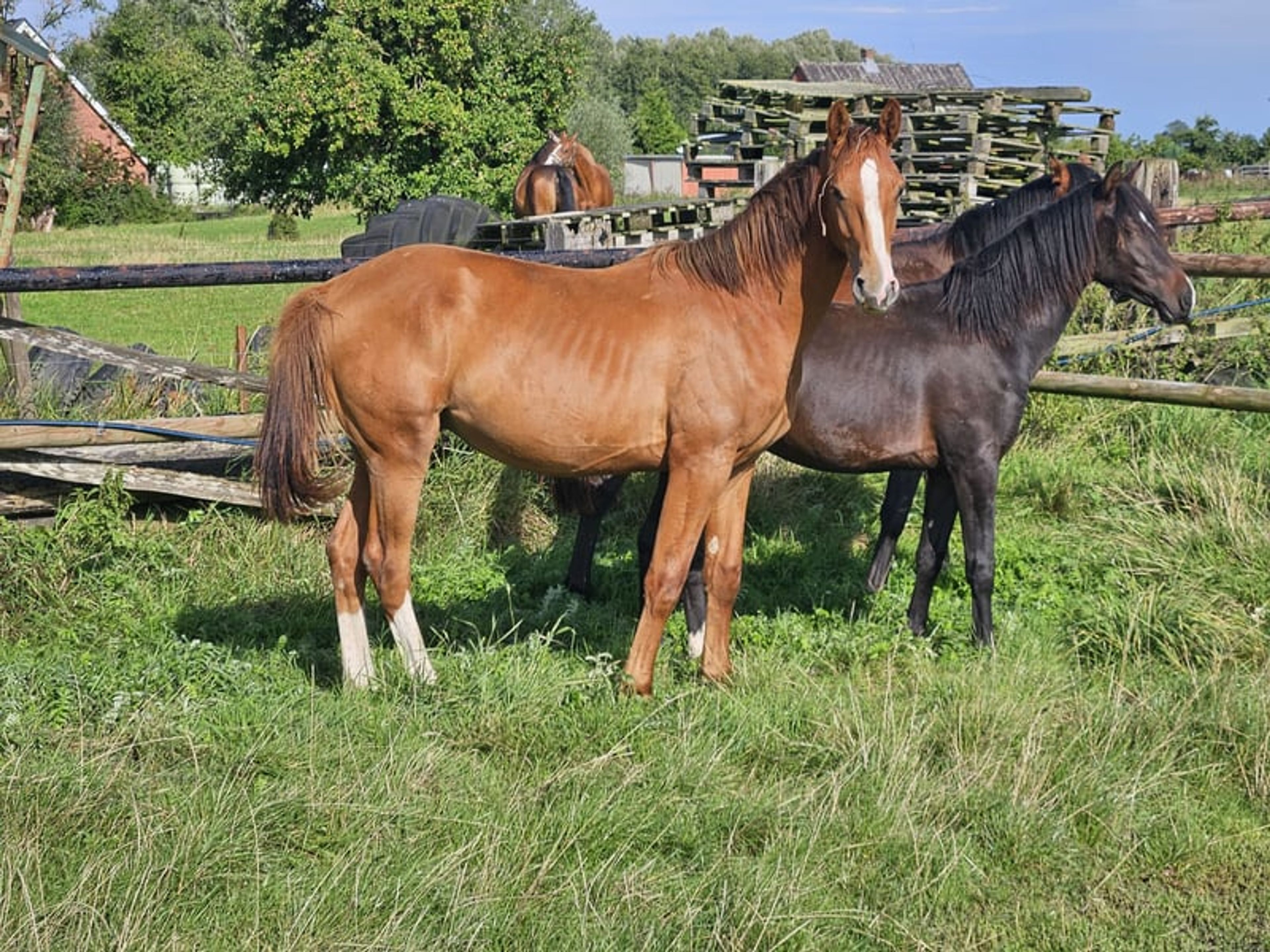 Hanoverian colt foal
