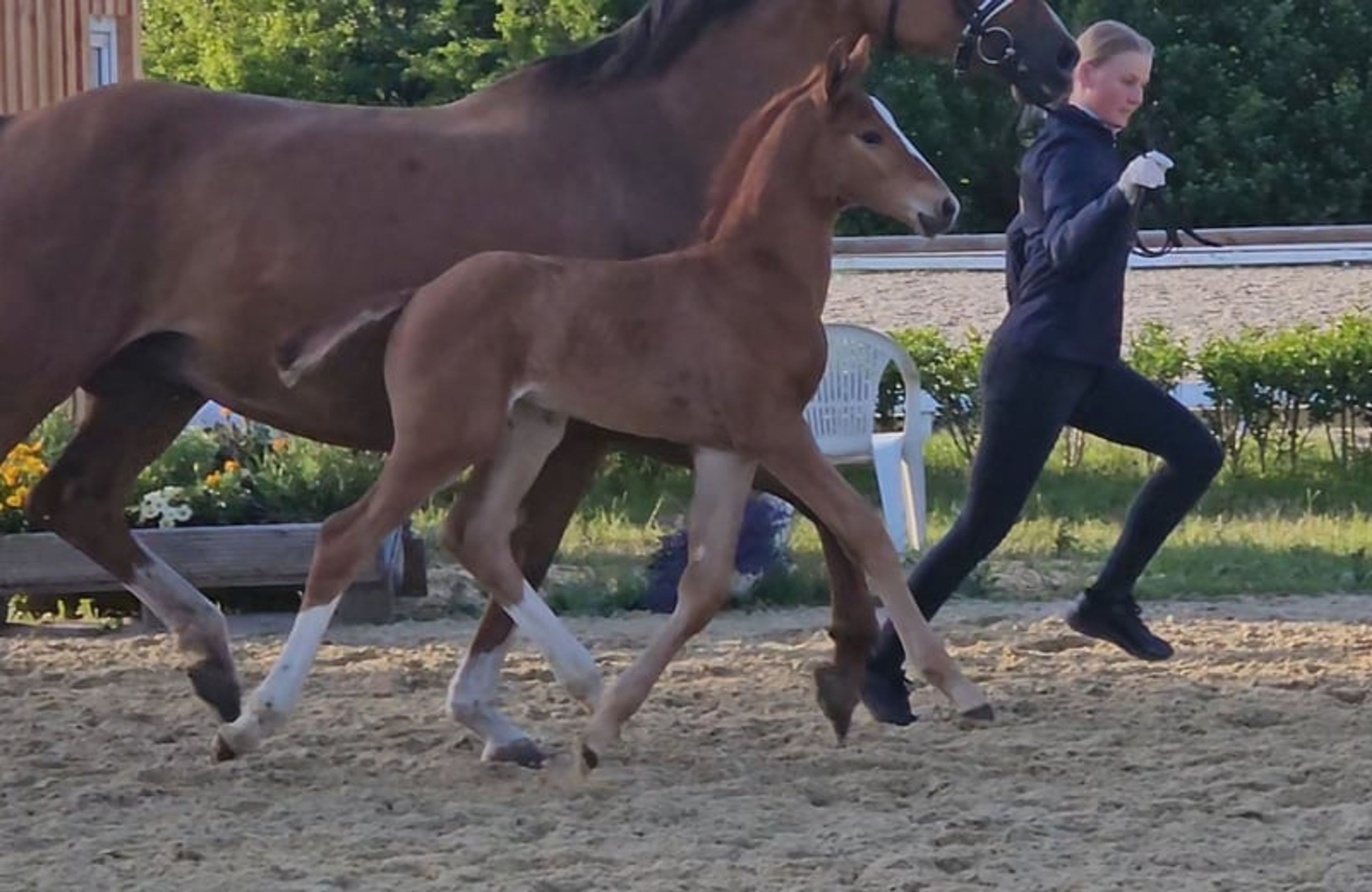 Hanoverian colt foal - Image 3