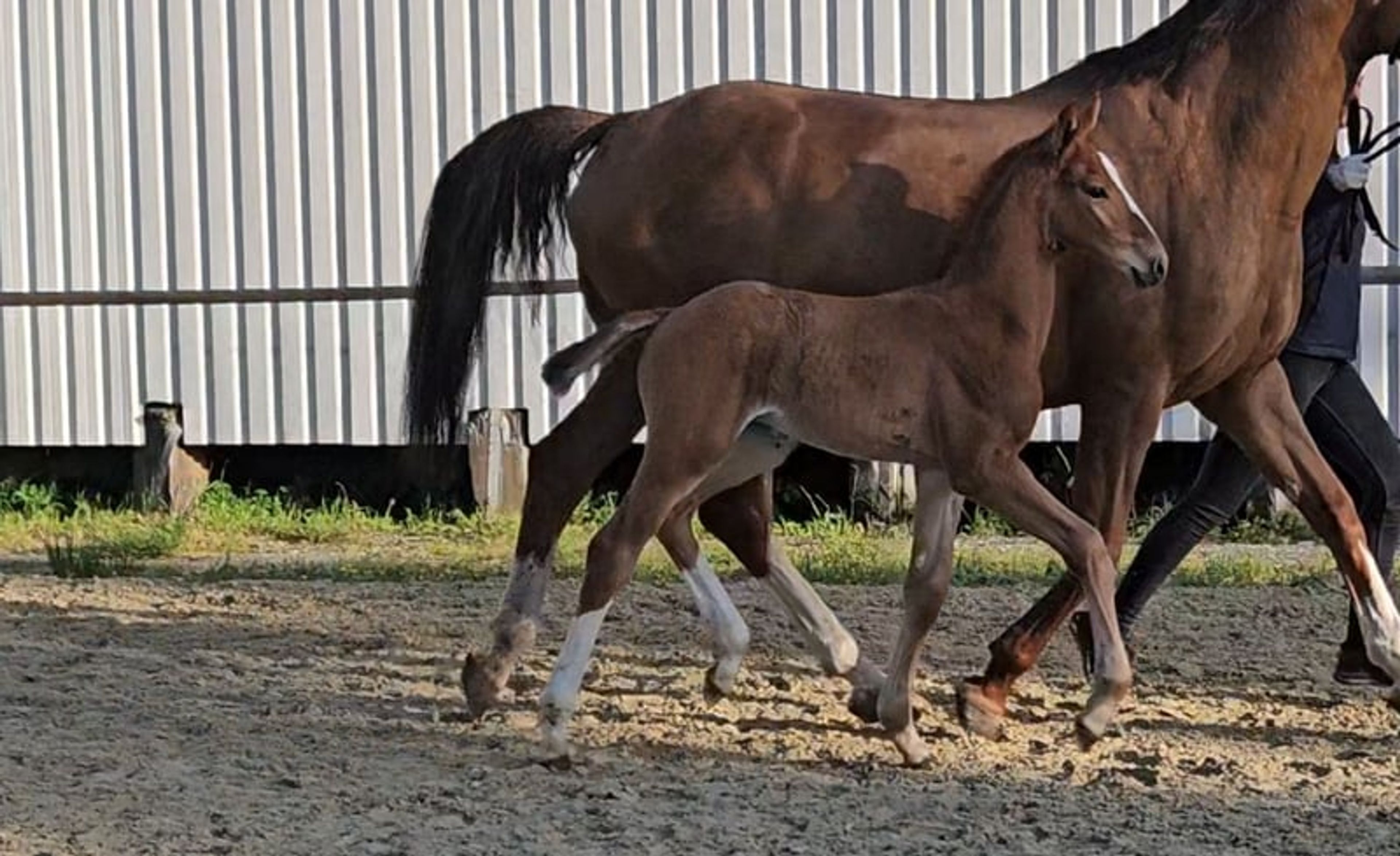 Hanoverian colt foal - Image 4