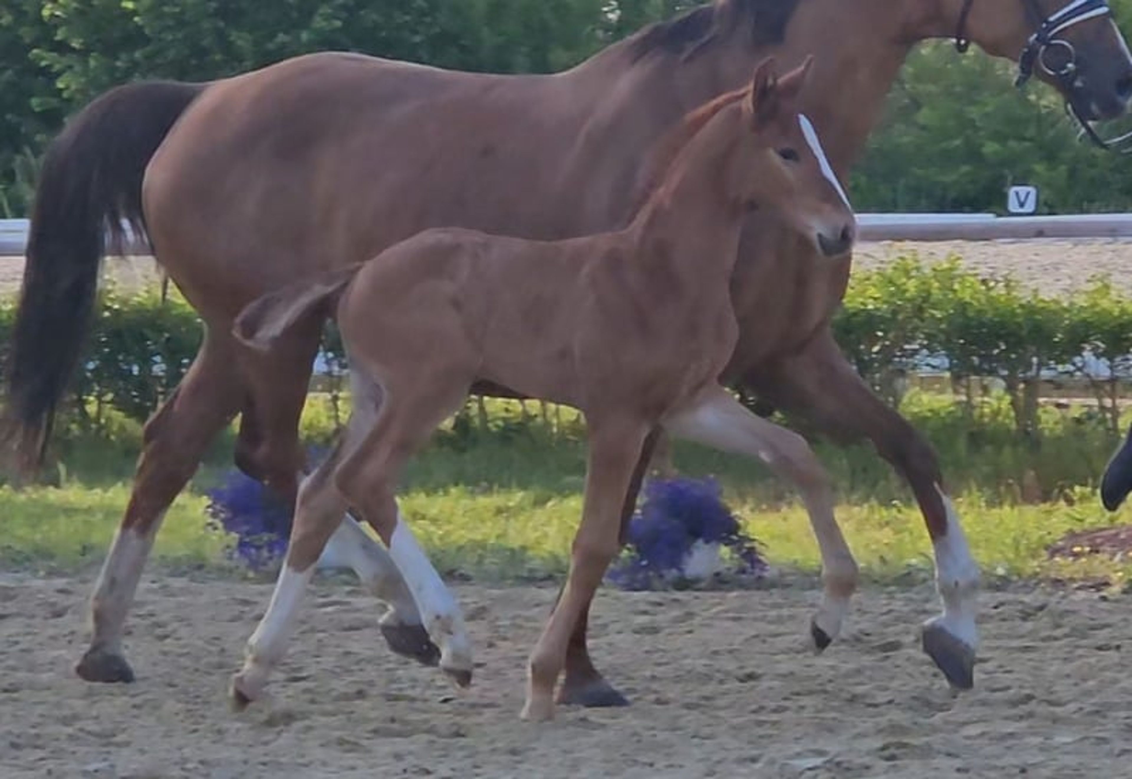 Hanoverian colt foal - Image 5