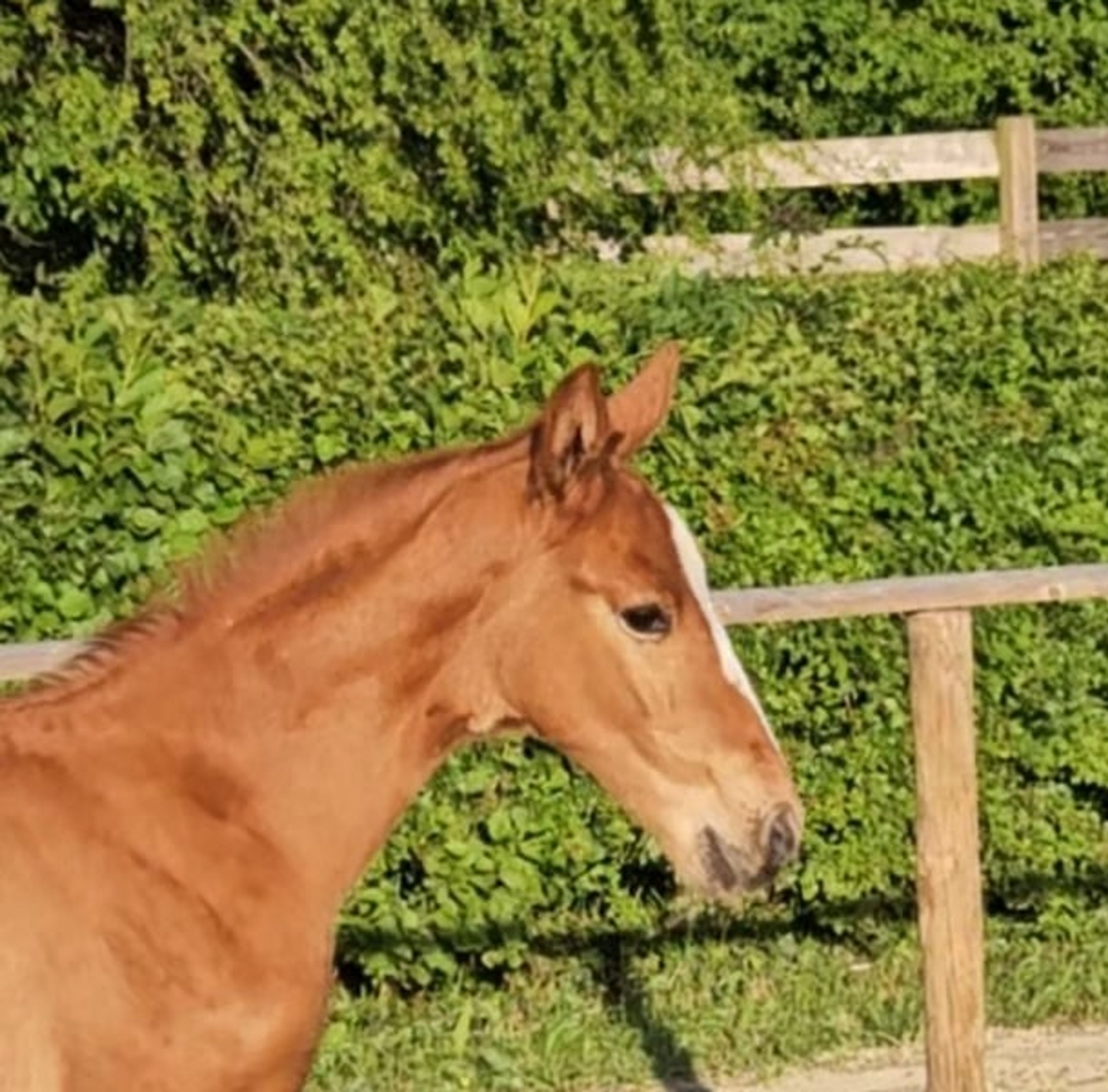 Hanoverian colt foal - Image 6