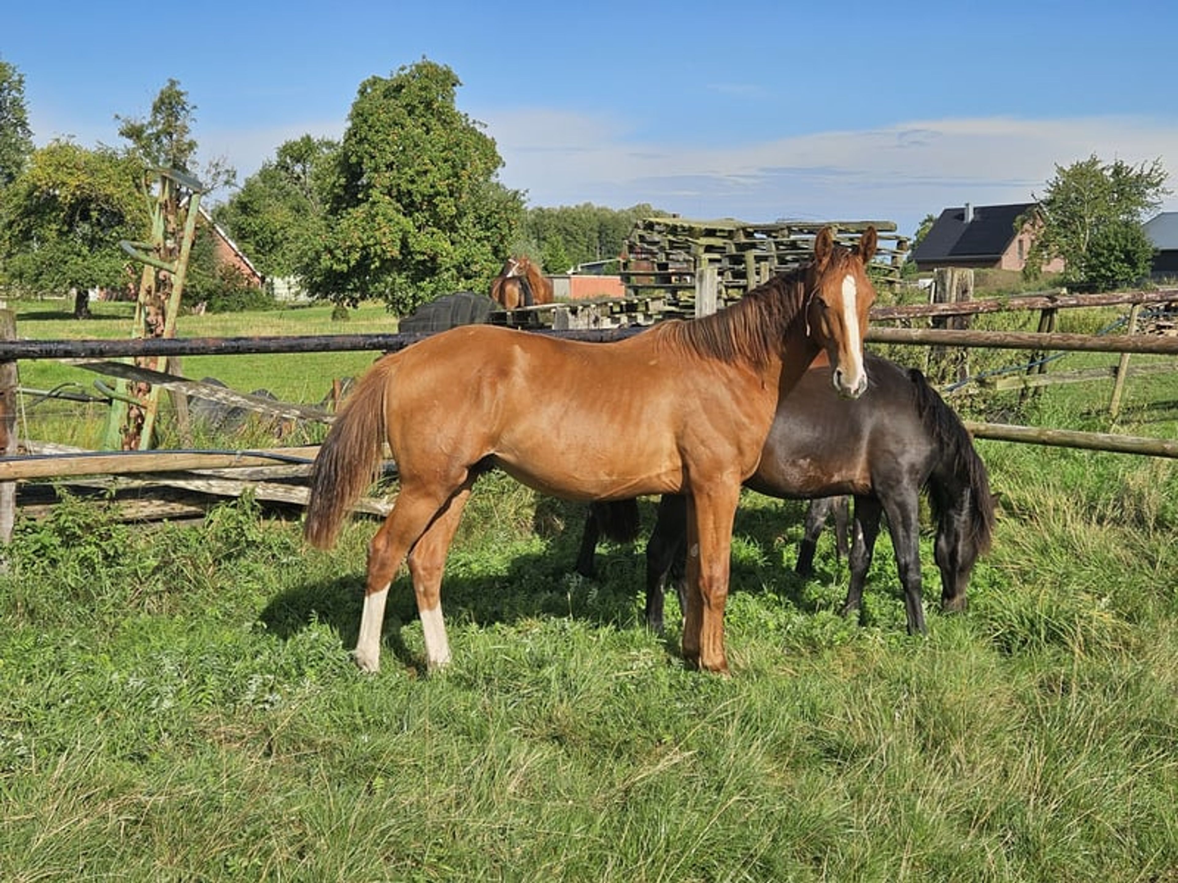 Hanoverian colt foal - Image 7