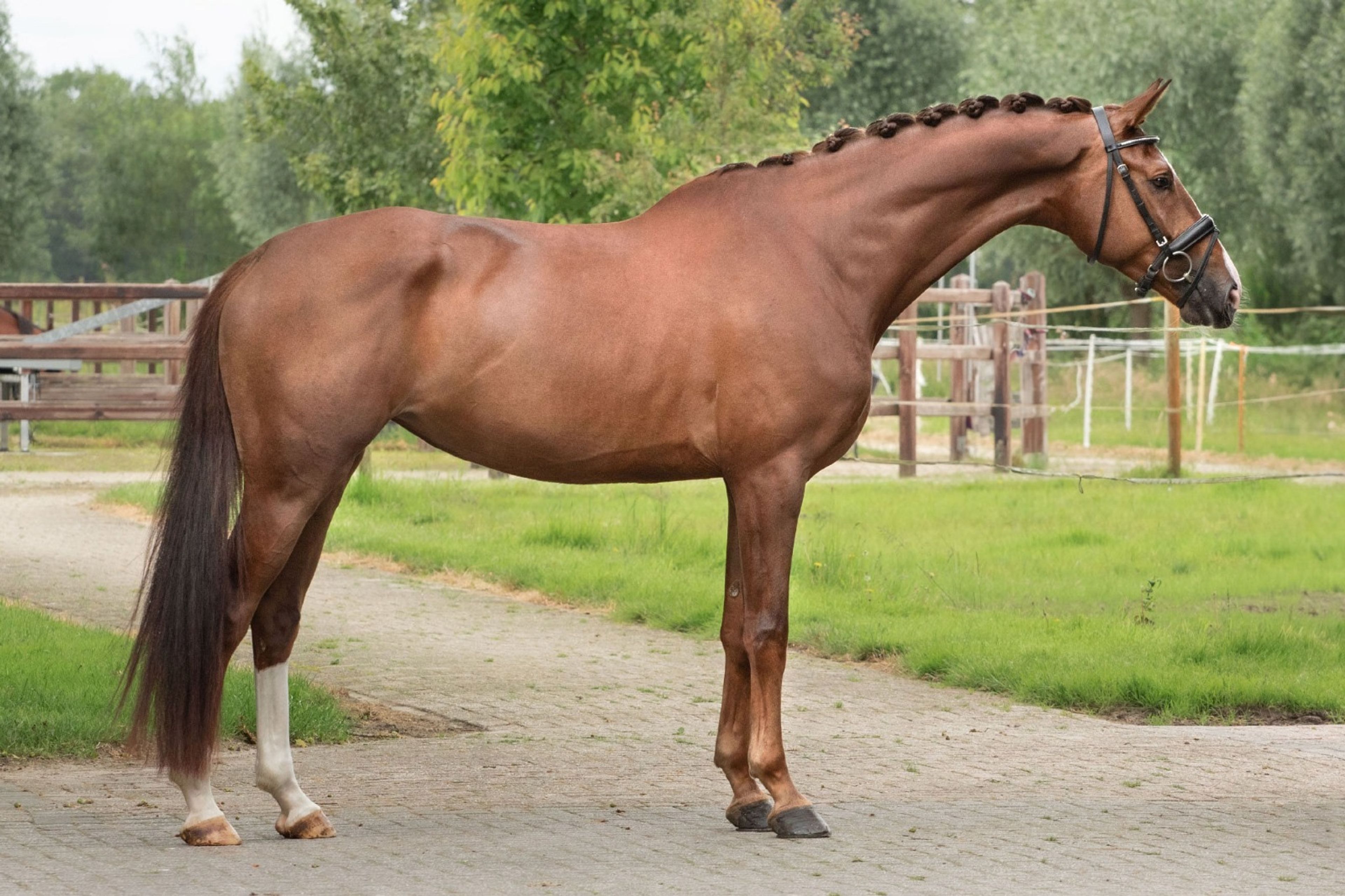 Orange Flair (TOTILAS x FLORENCIO) - Image 1