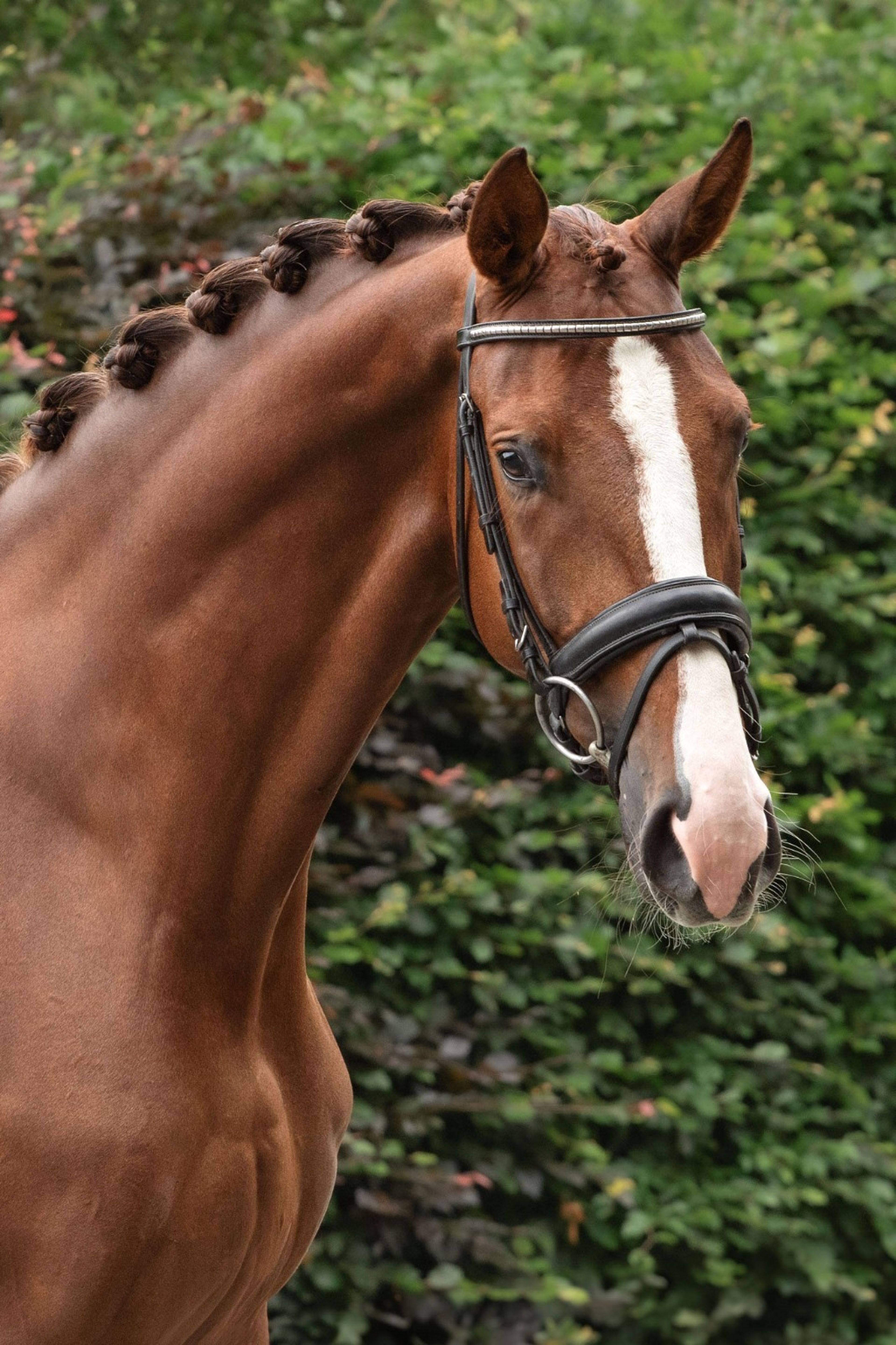 Orange Flair (TOTILAS x FLORENCIO) - Image 2