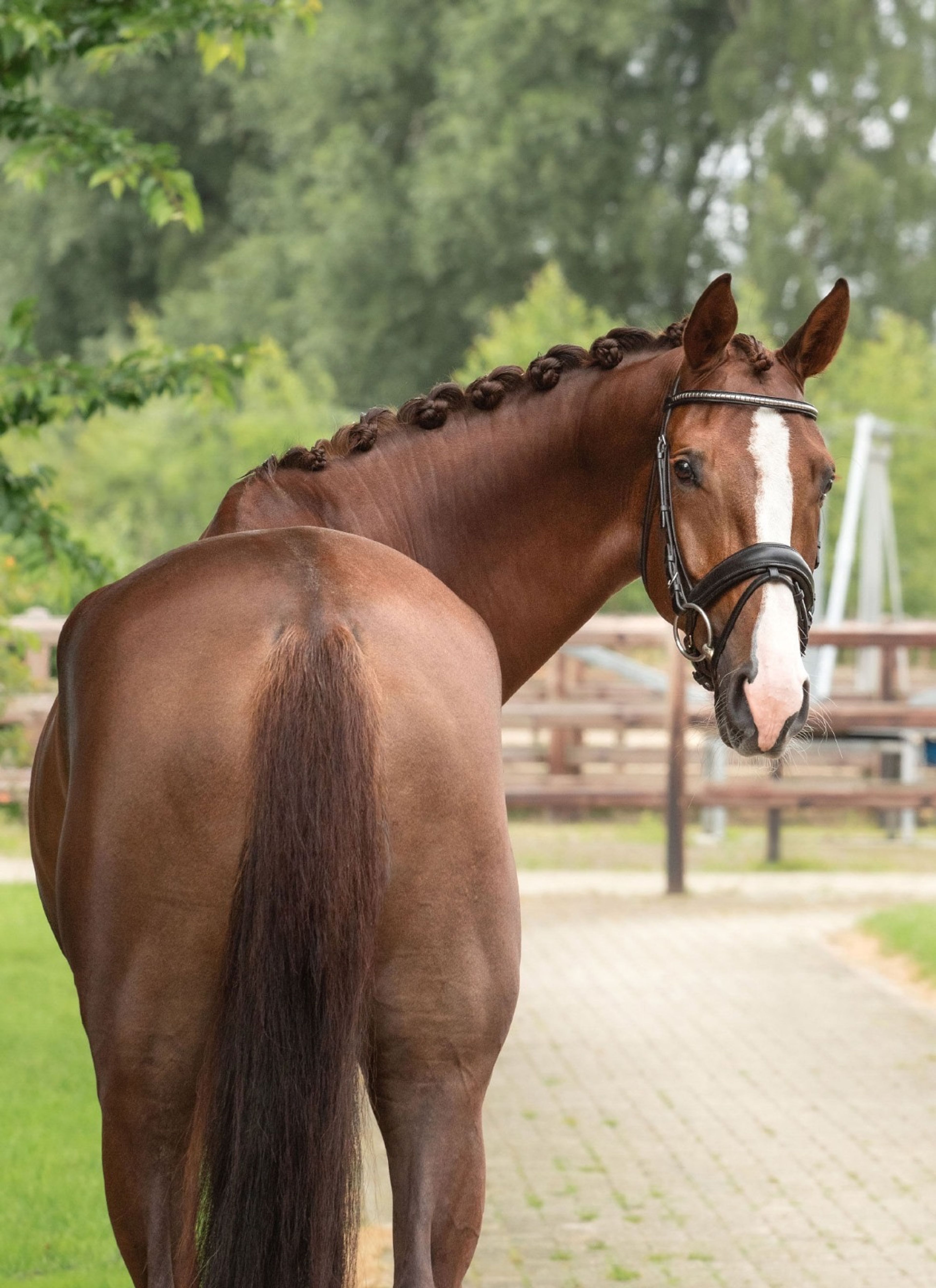 Orange Flair (TOTILAS x FLORENCIO) - Image 3