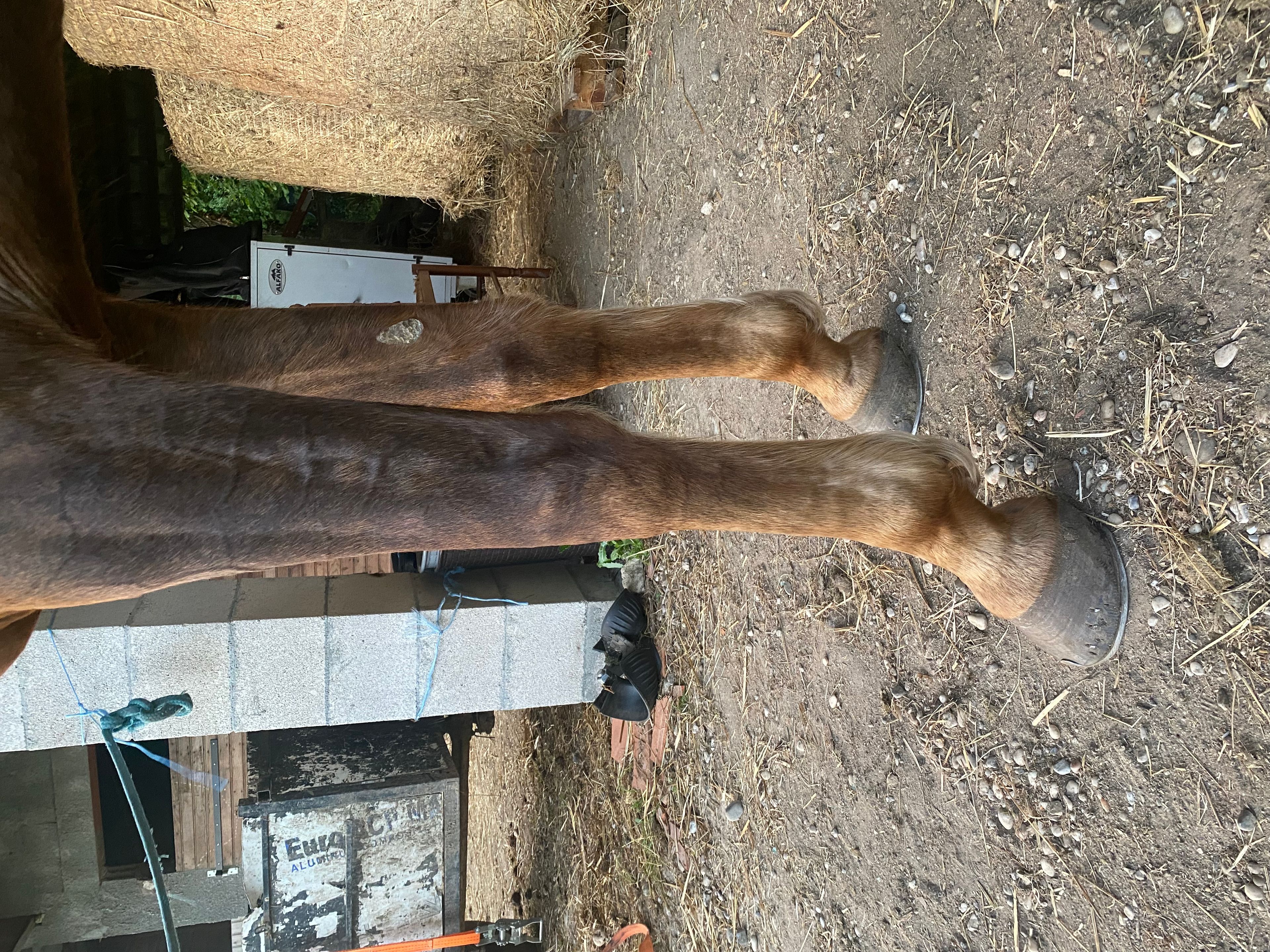 Orange Flair (TOTILAS x FLORENCIO) - Image 4