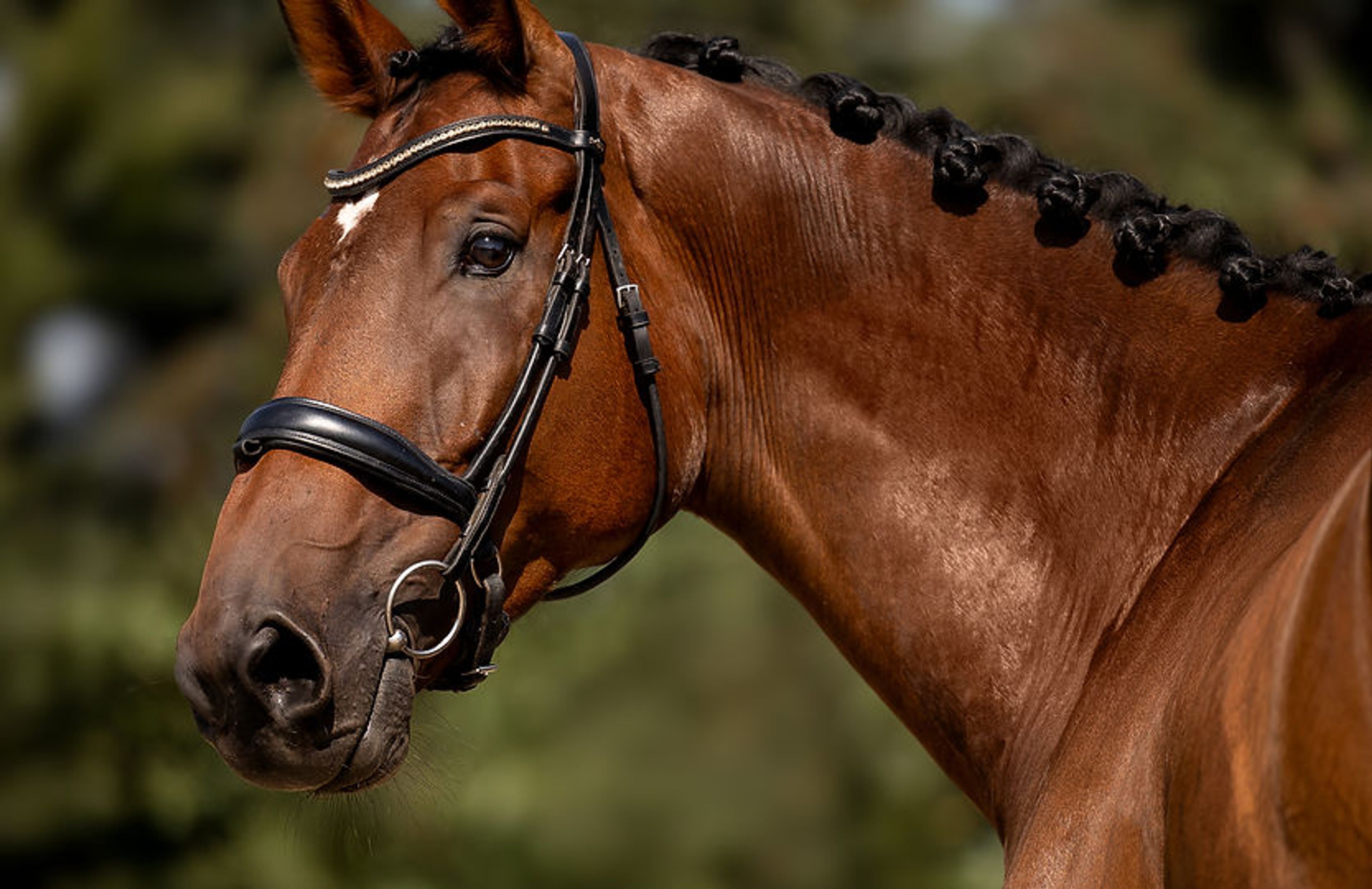 Helios van de Holsteen Z ☆ (HALIFAX VH KLUIZENBOS x CHATMAN) - Image 2