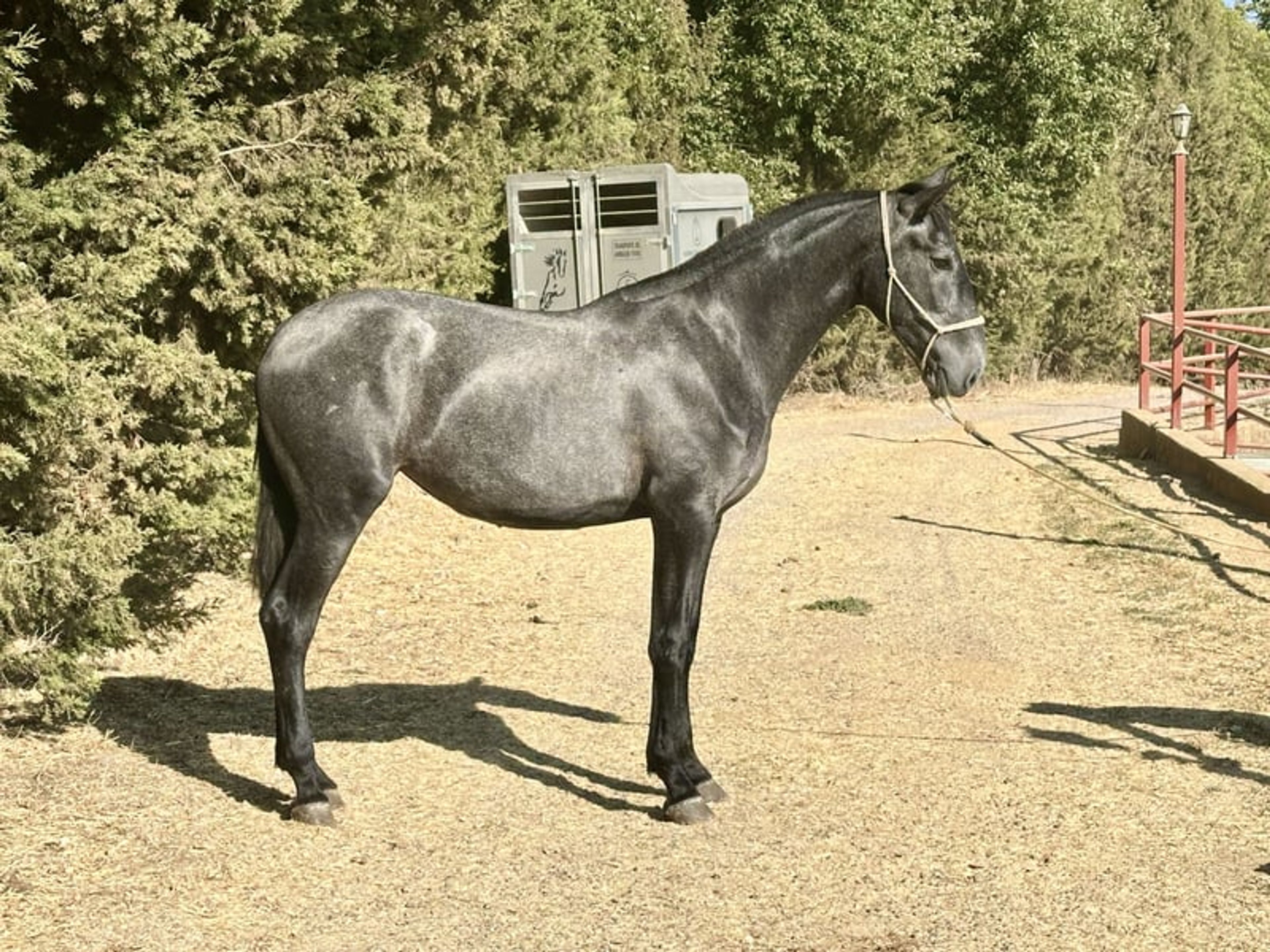 Stunning PRE Mare with Elite Bloodlines – 2 Years Old | Baroque Type