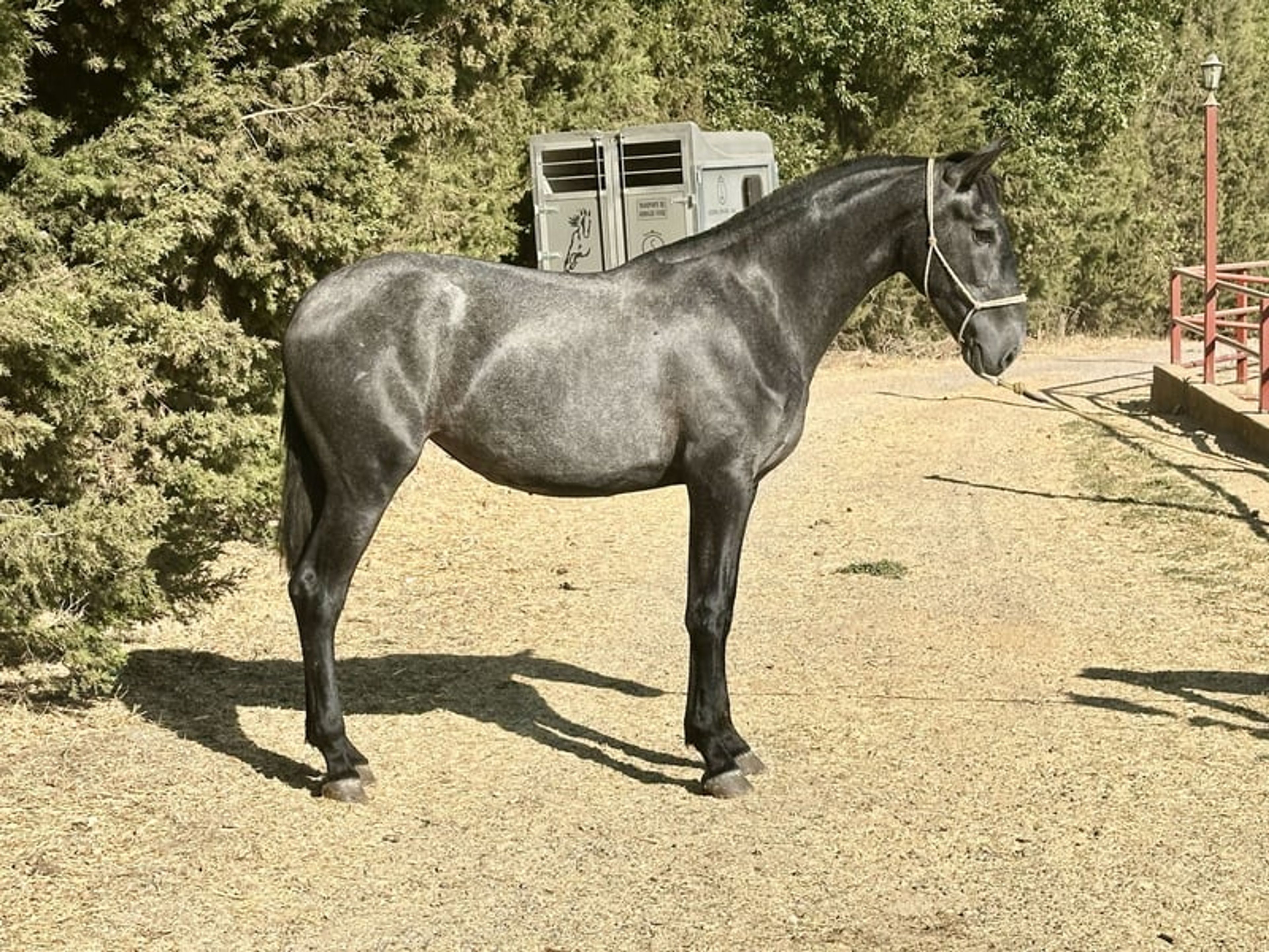 Stunning PRE Mare with Elite Bloodlines – 2 Years Old | Baroque Type - Image 2