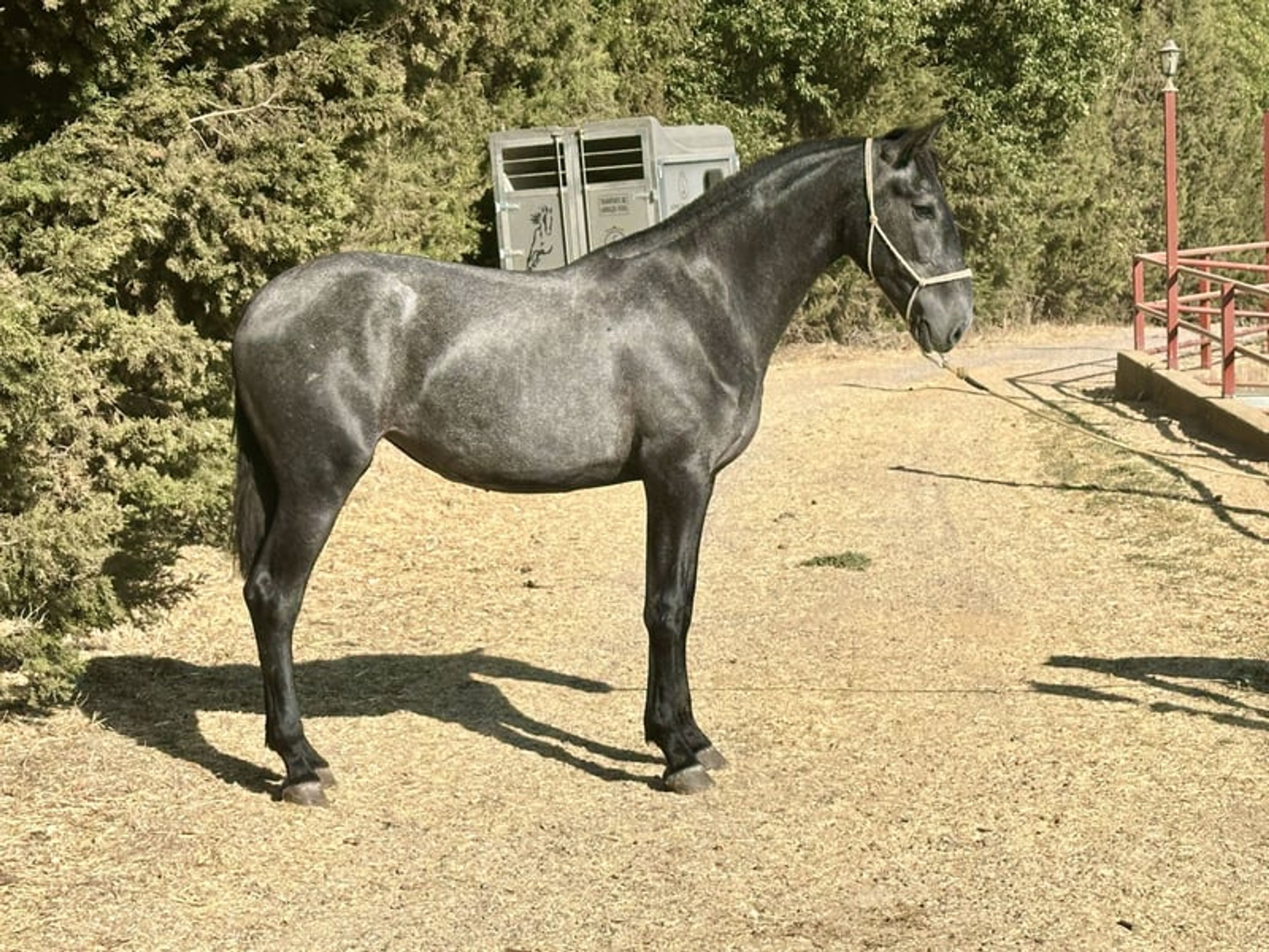 Stunning PRE Mare with Elite Bloodlines – 2 Years Old | Baroque Type - Image 3