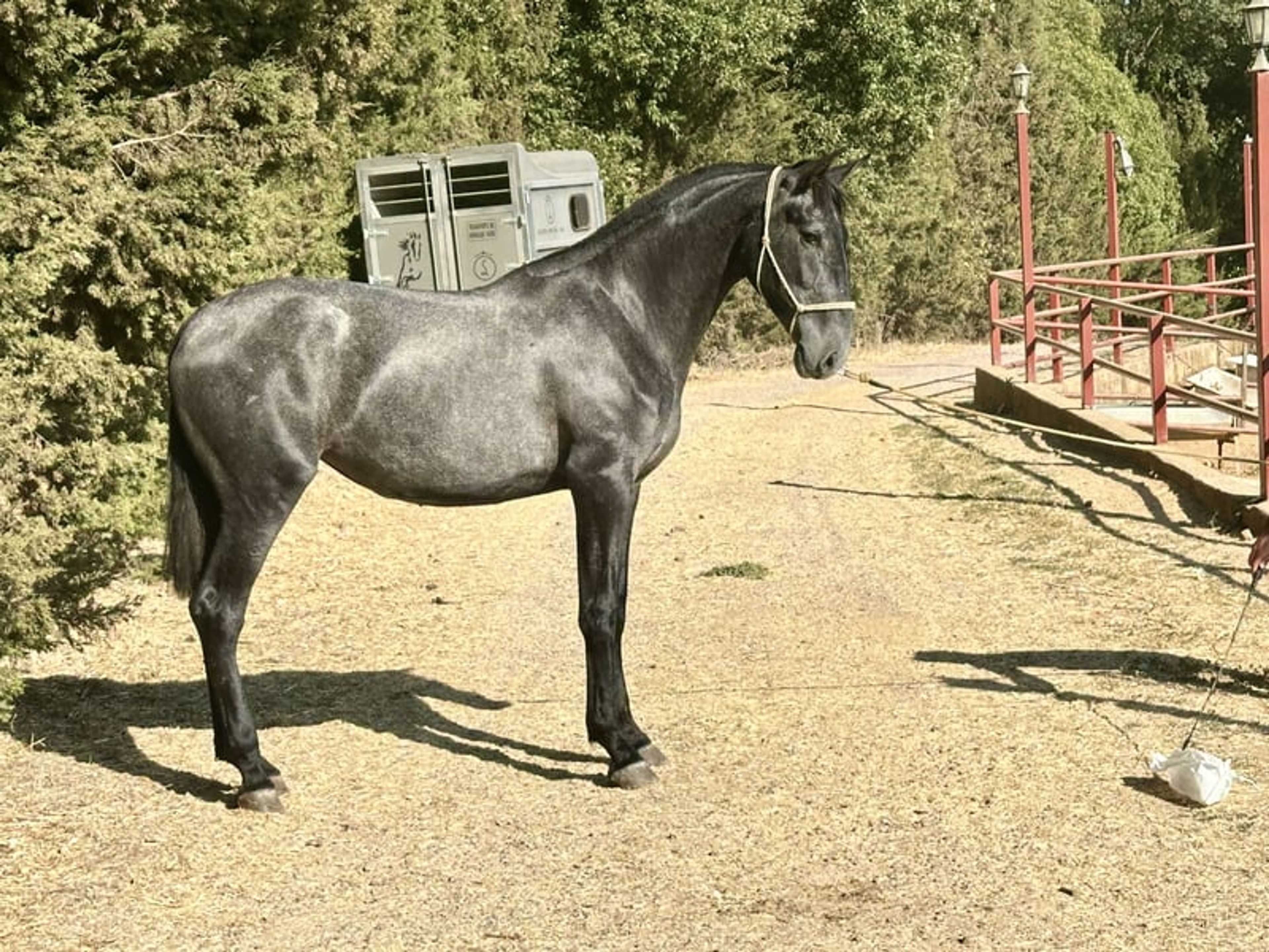 Stunning PRE Mare with Elite Bloodlines – 2 Years Old | Baroque Type - Image 4