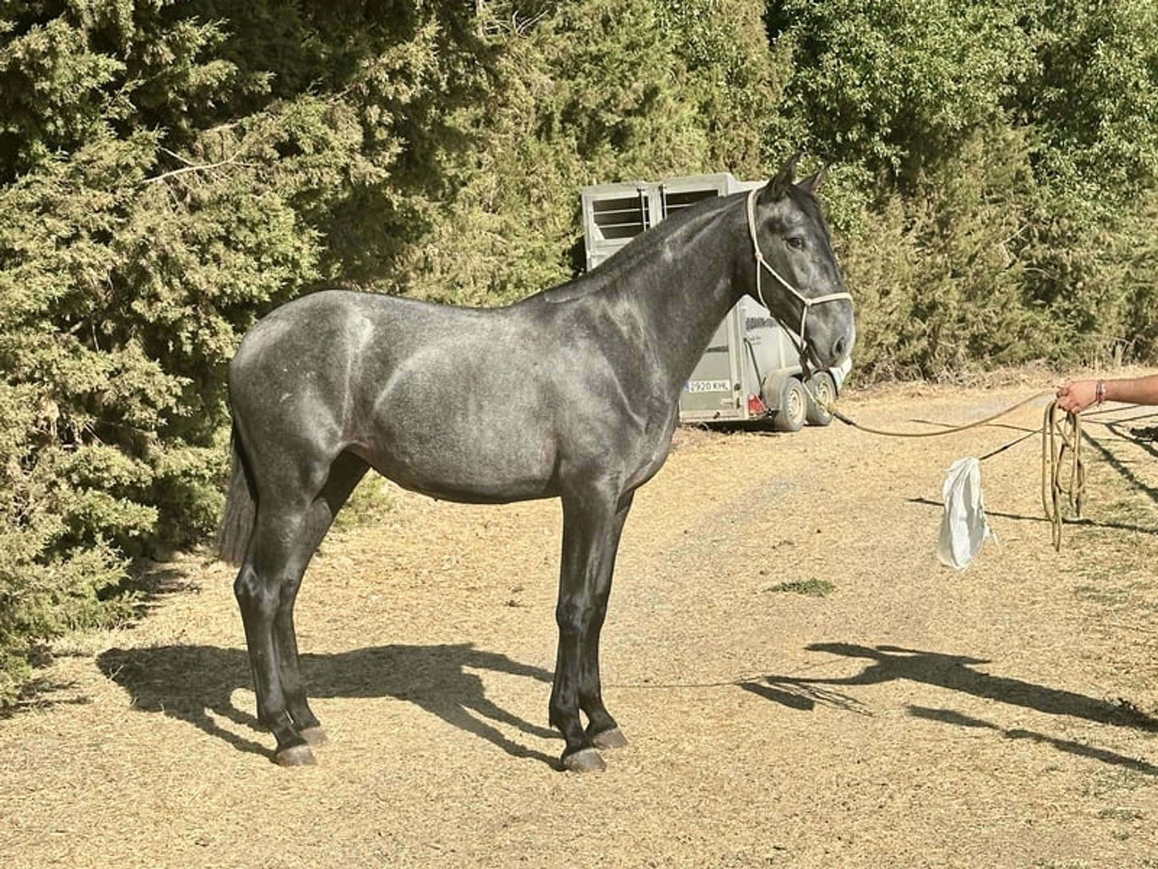 Stunning PRE Mare with Elite Bloodlines – 2 Years Old | Baroque Type - Image 5