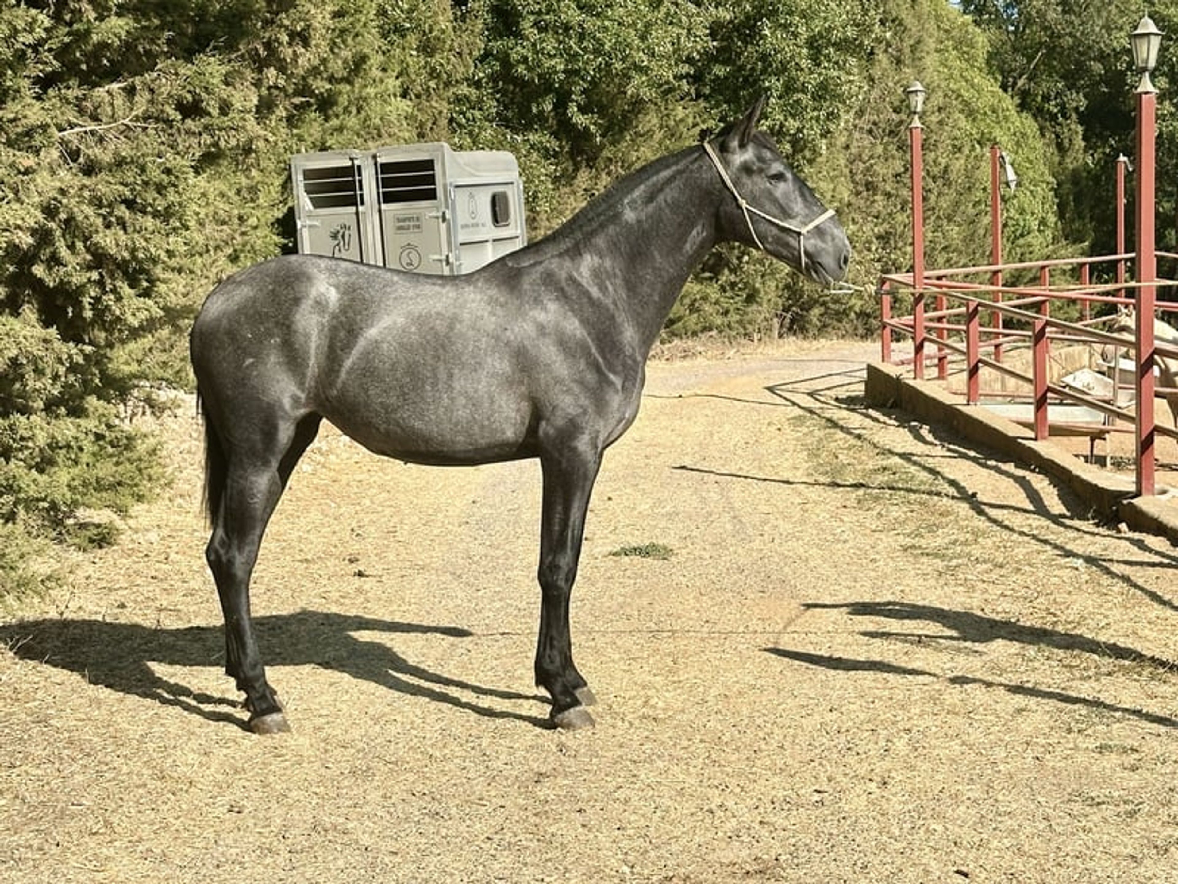 Stunning PRE Mare with Elite Bloodlines – 2 Years Old | Baroque Type - Image 6