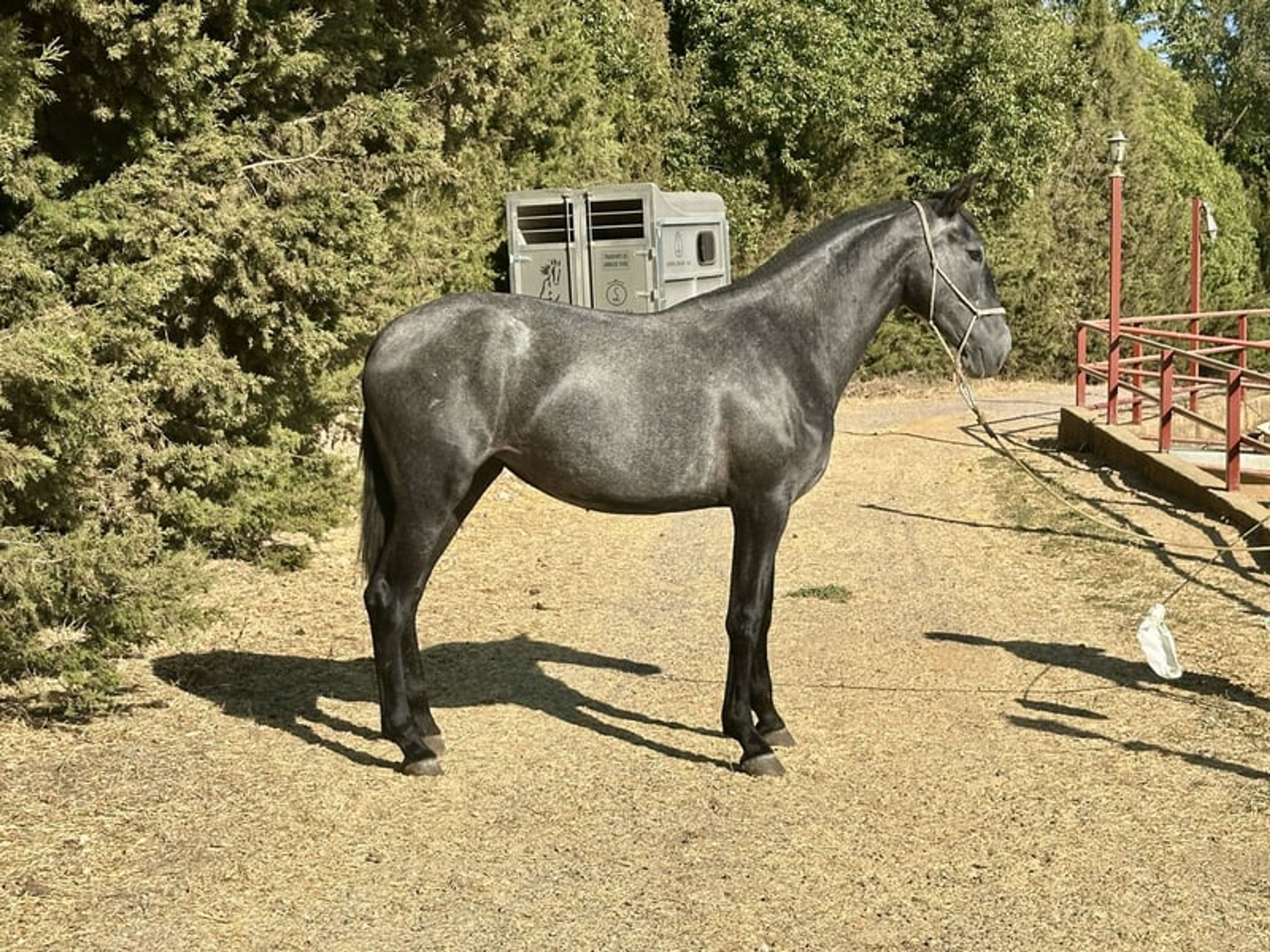 Stunning PRE Mare with Elite Bloodlines – 2 Years Old | Baroque Type - Image 7