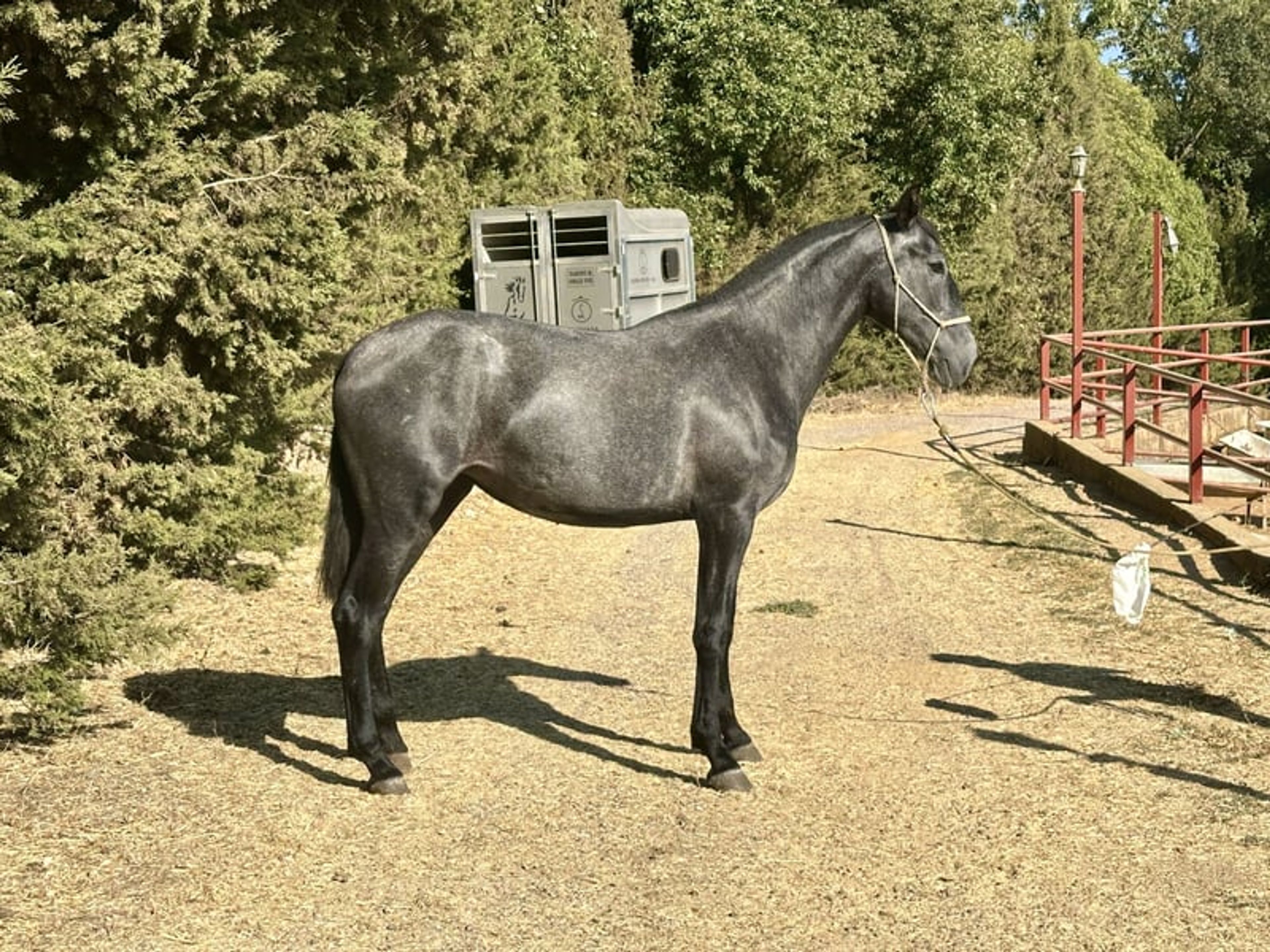 Stunning PRE Mare with Elite Bloodlines – 2 Years Old | Baroque Type - Image 8