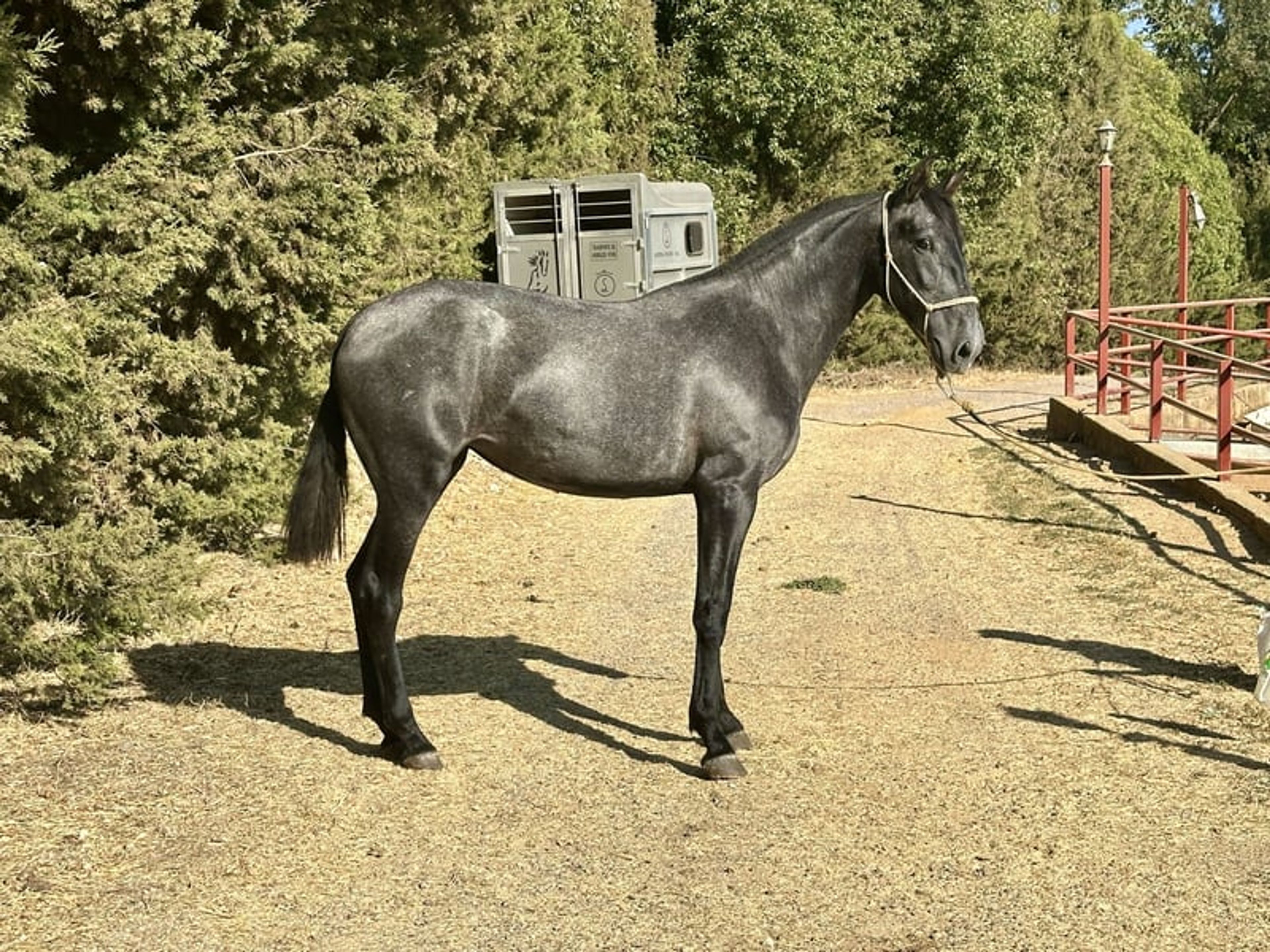Stunning PRE Mare with Elite Bloodlines – 2 Years Old | Baroque Type - Image 9