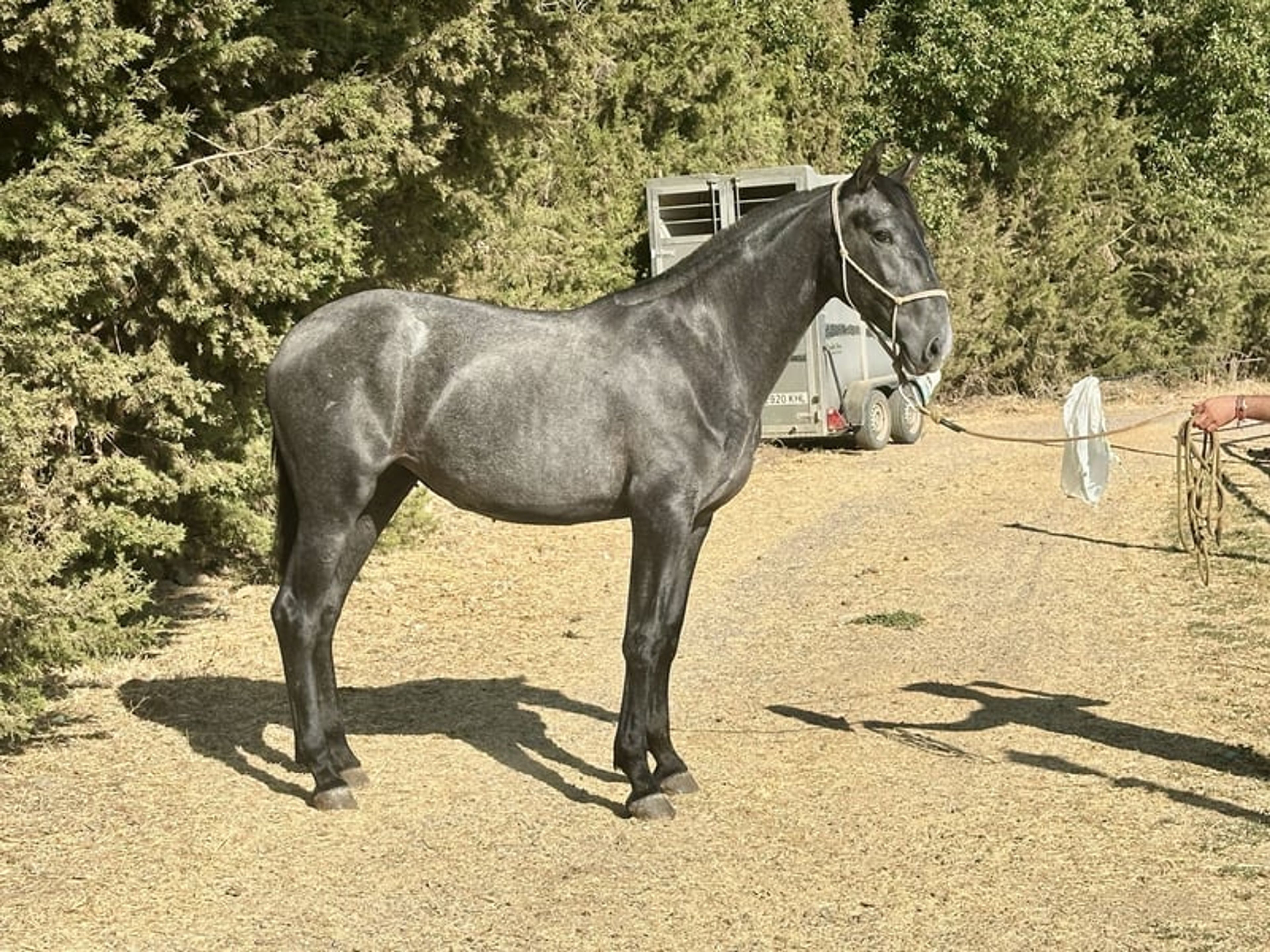 Stunning PRE Mare with Elite Bloodlines – 2 Years Old | Baroque Type - Image 10