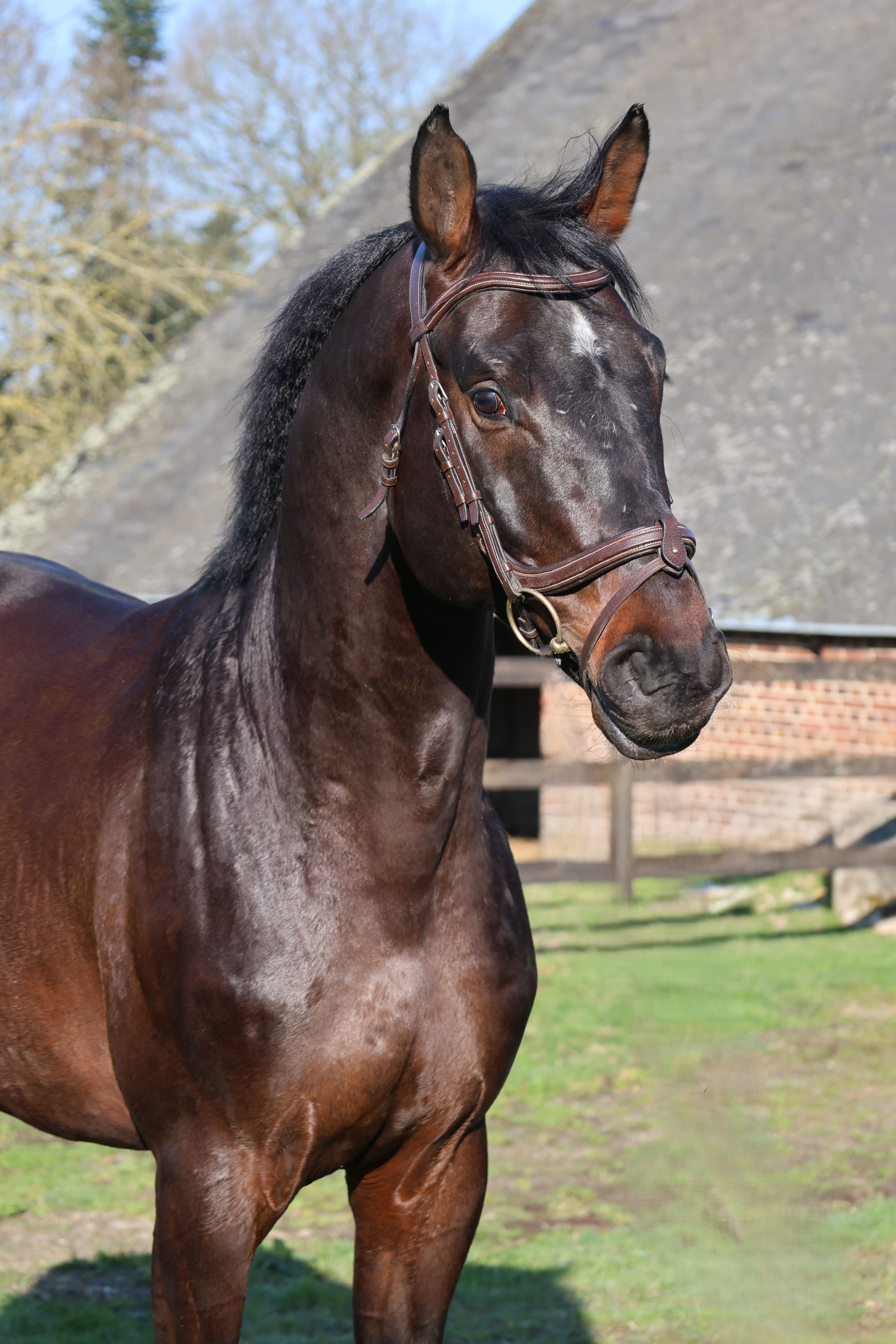 GK Quintus (Q-OXFORED QUALITY x LERONA) - Image 2