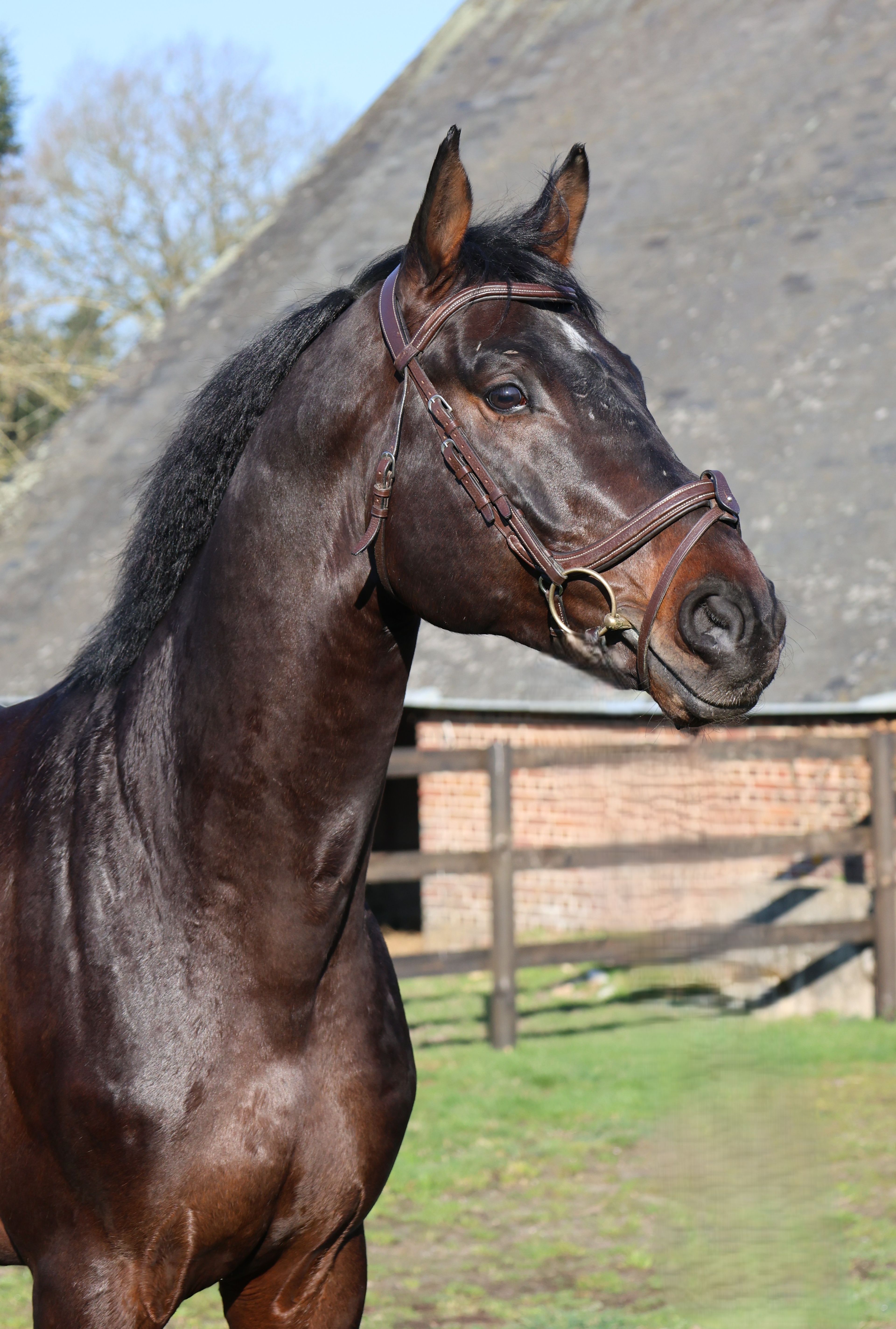 GK Quintus (Q-OXFORED QUALITY x LERONA) - Image 3