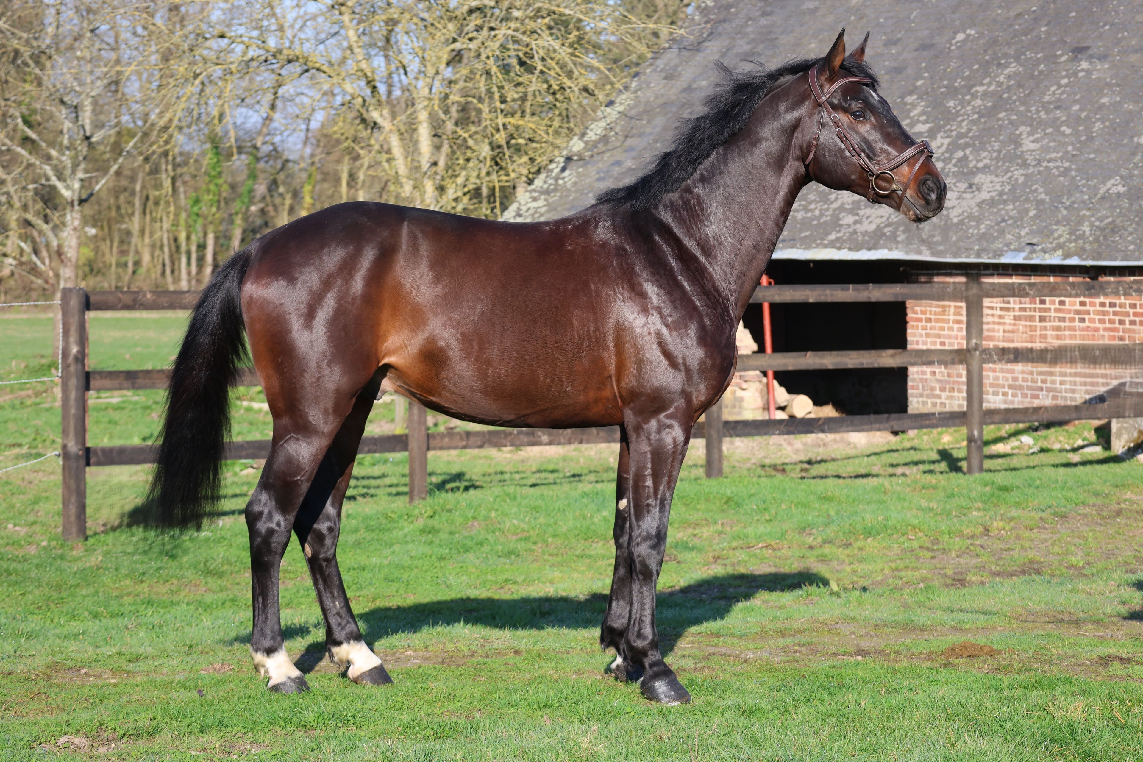 GK Quintus (Q-OXFORED QUALITY x LERONA) - Image 6