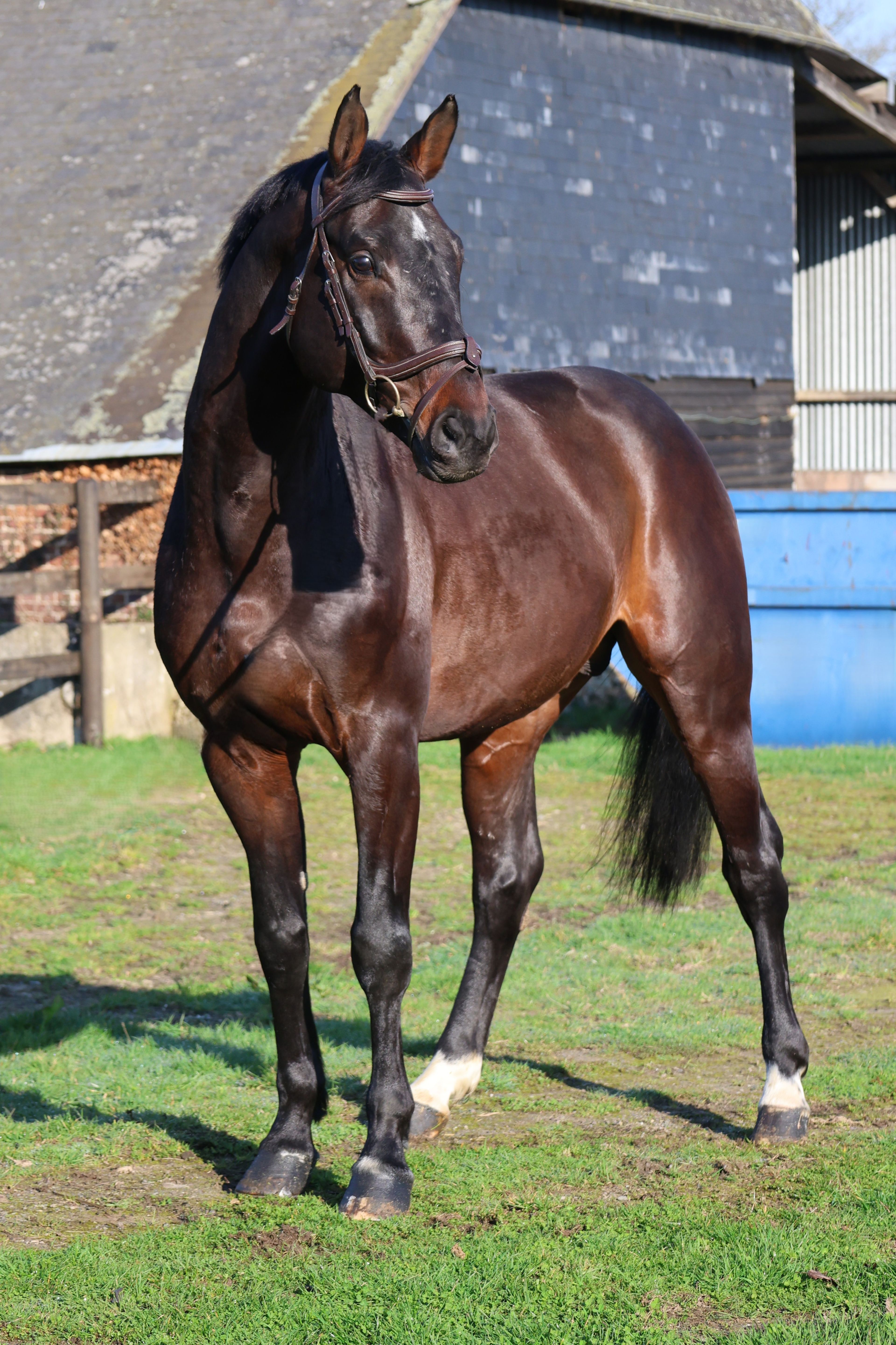 GK Quintus (Q-OXFORED QUALITY x LERONA) - Image 7