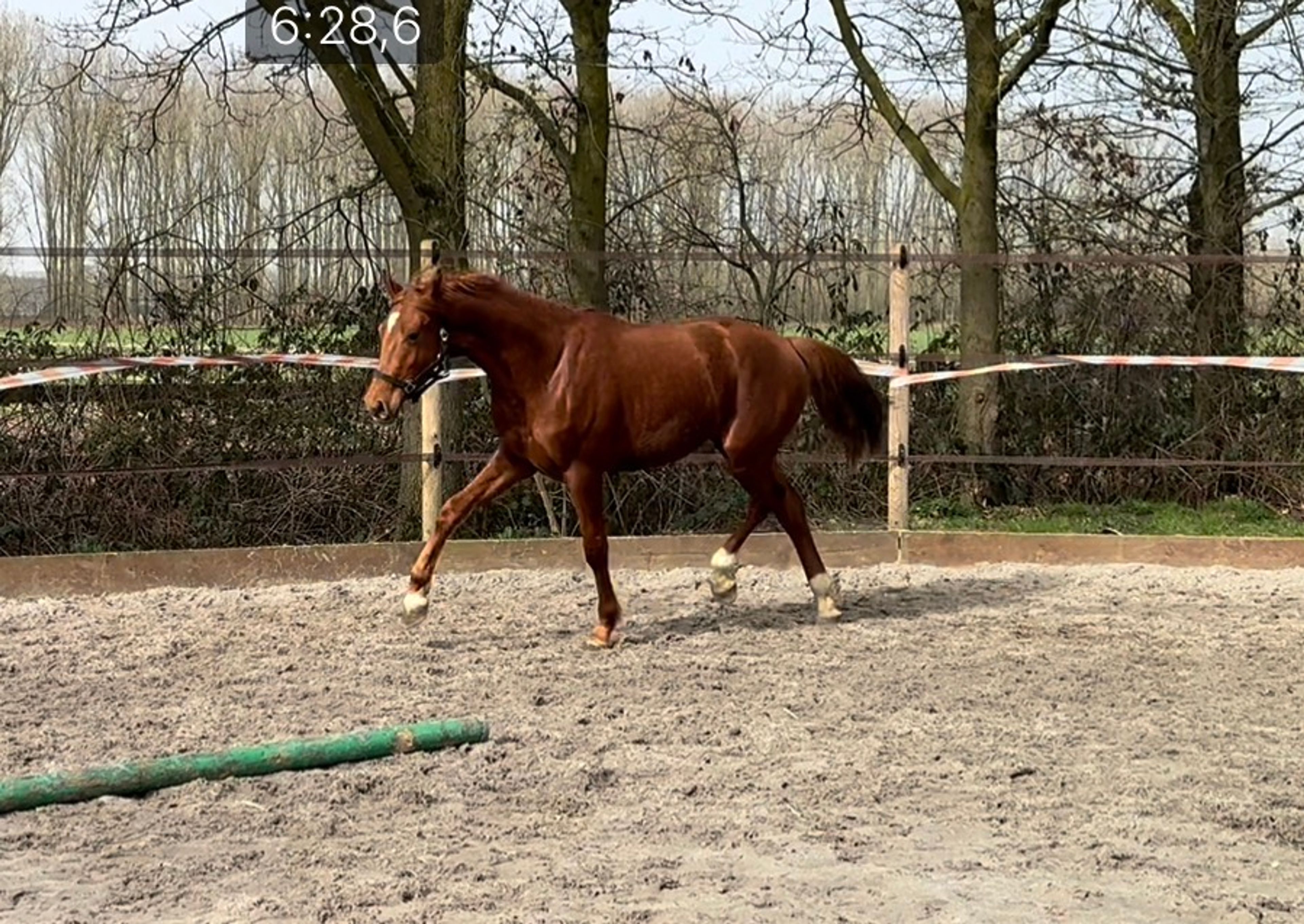 Jonge dressuurpaarden - Image 1