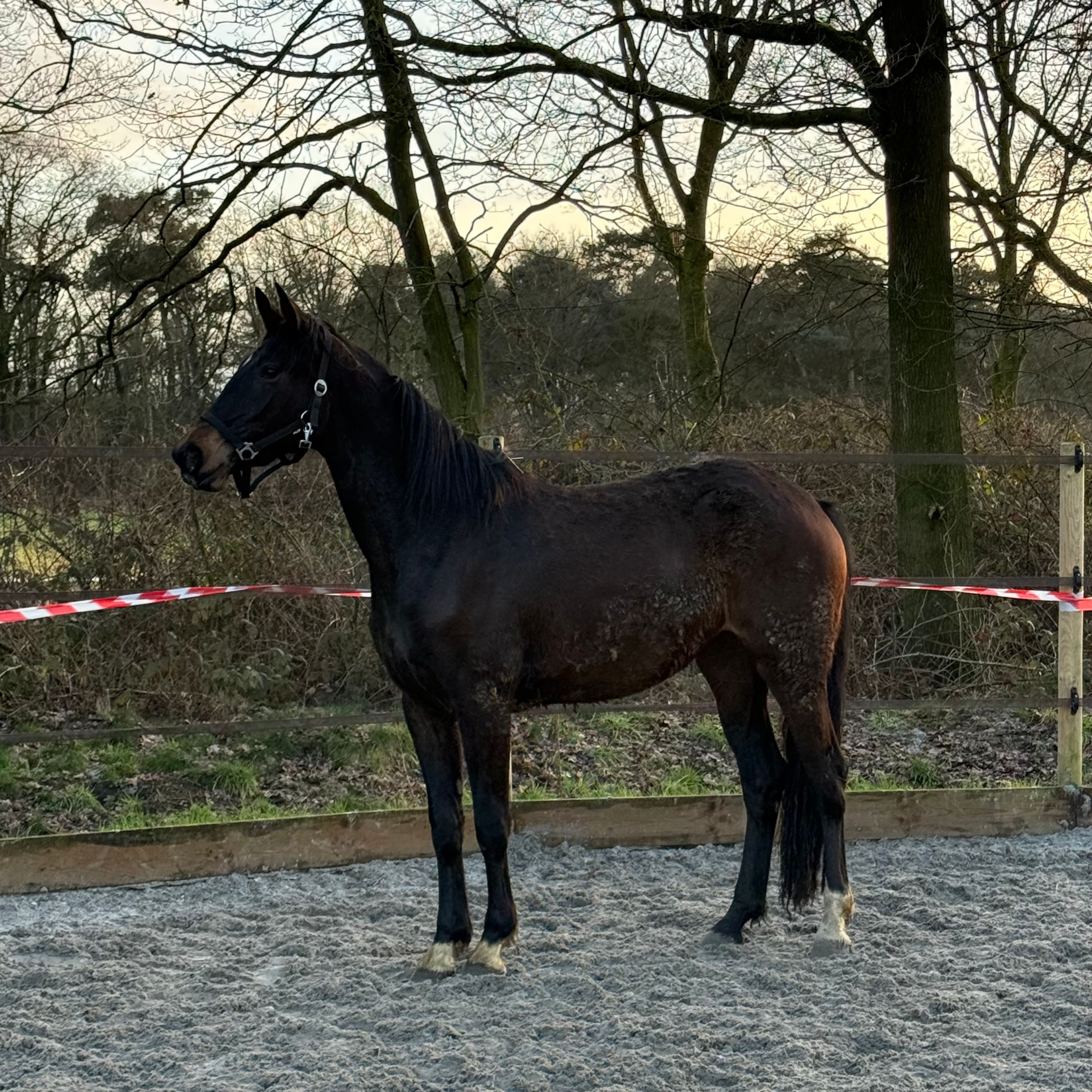 Jonge dressuurpaarden - Image 2