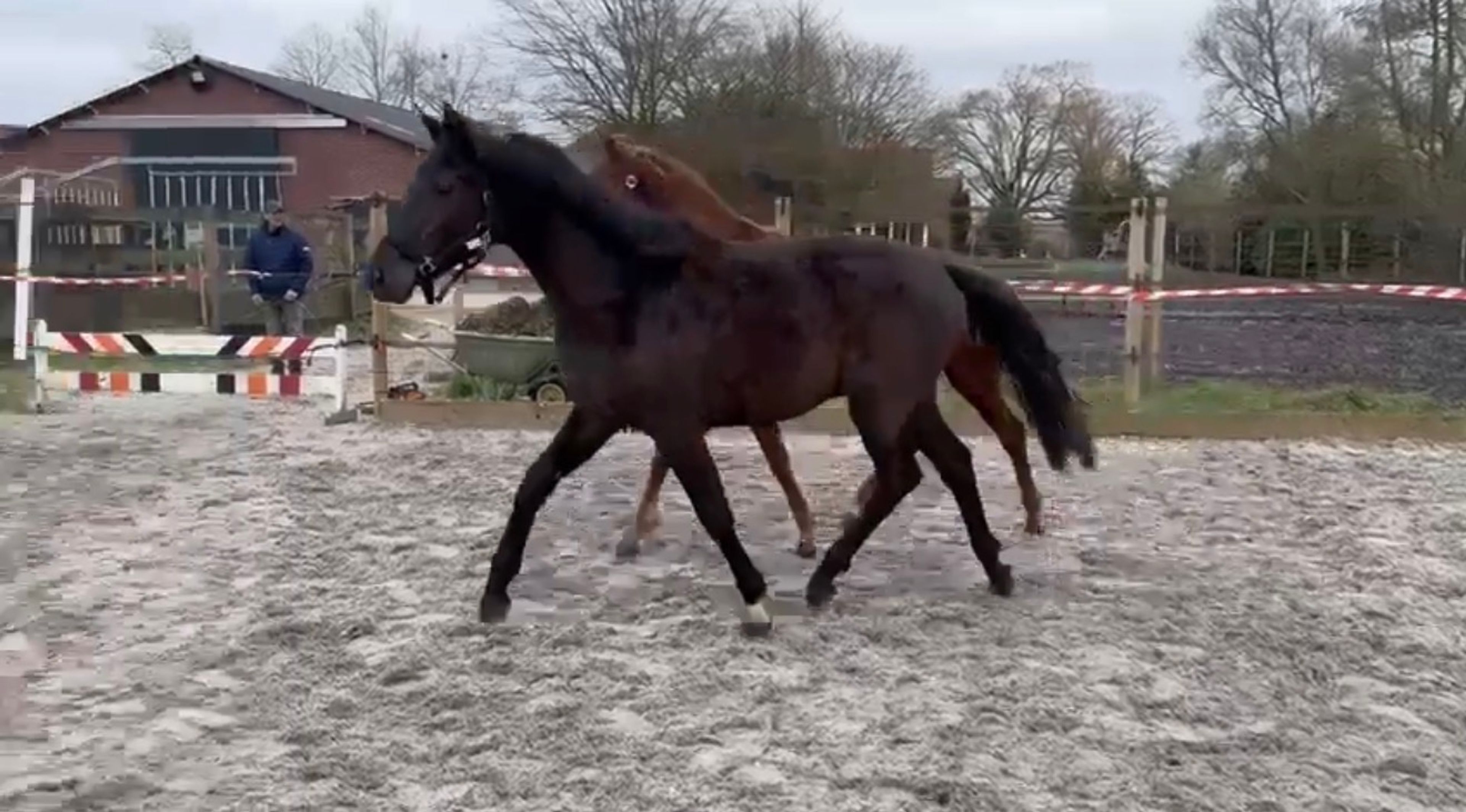 Jonge dressuurpaarden - Image 3