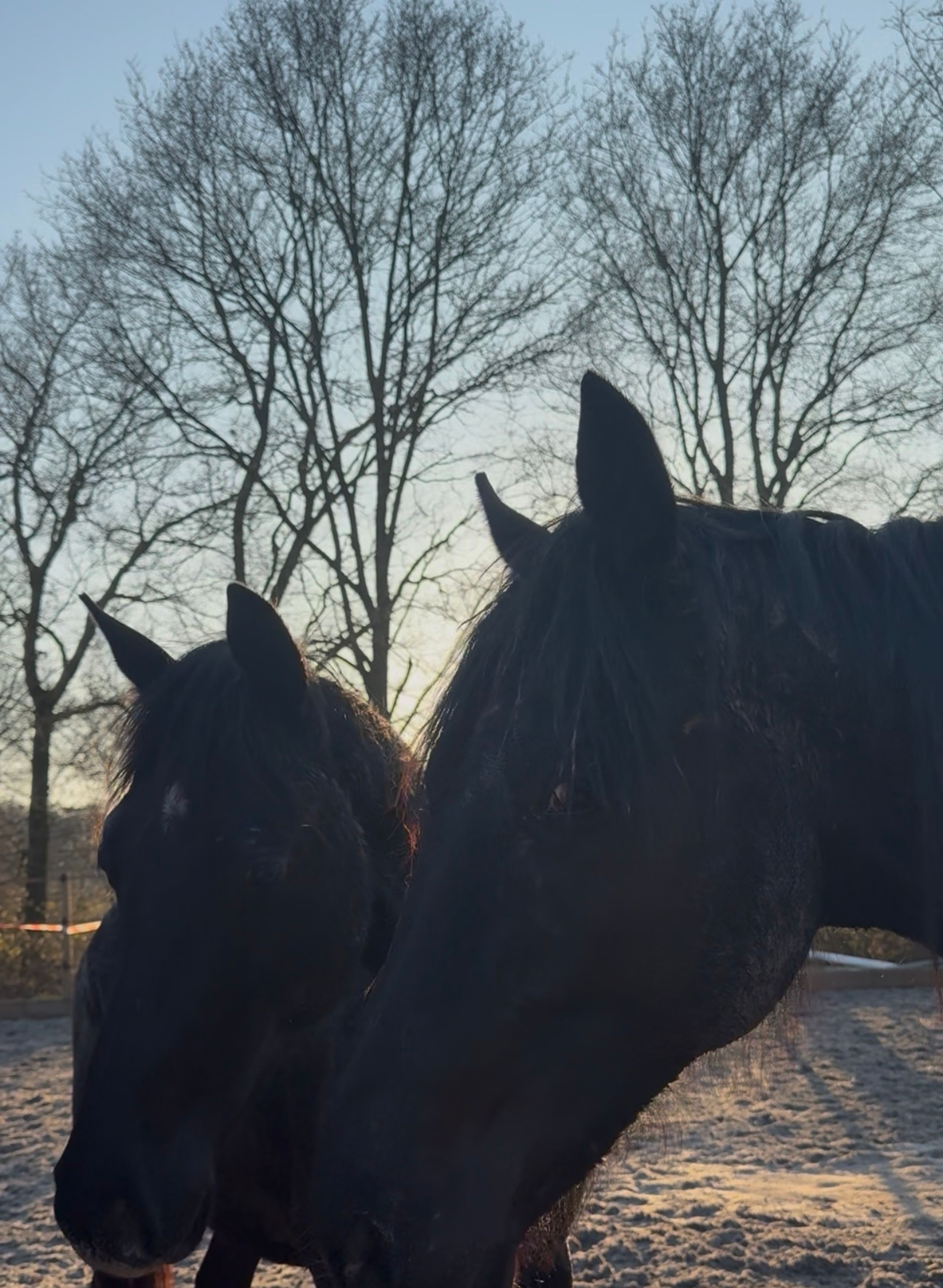 Jonge dressuurpaarden - Image 4