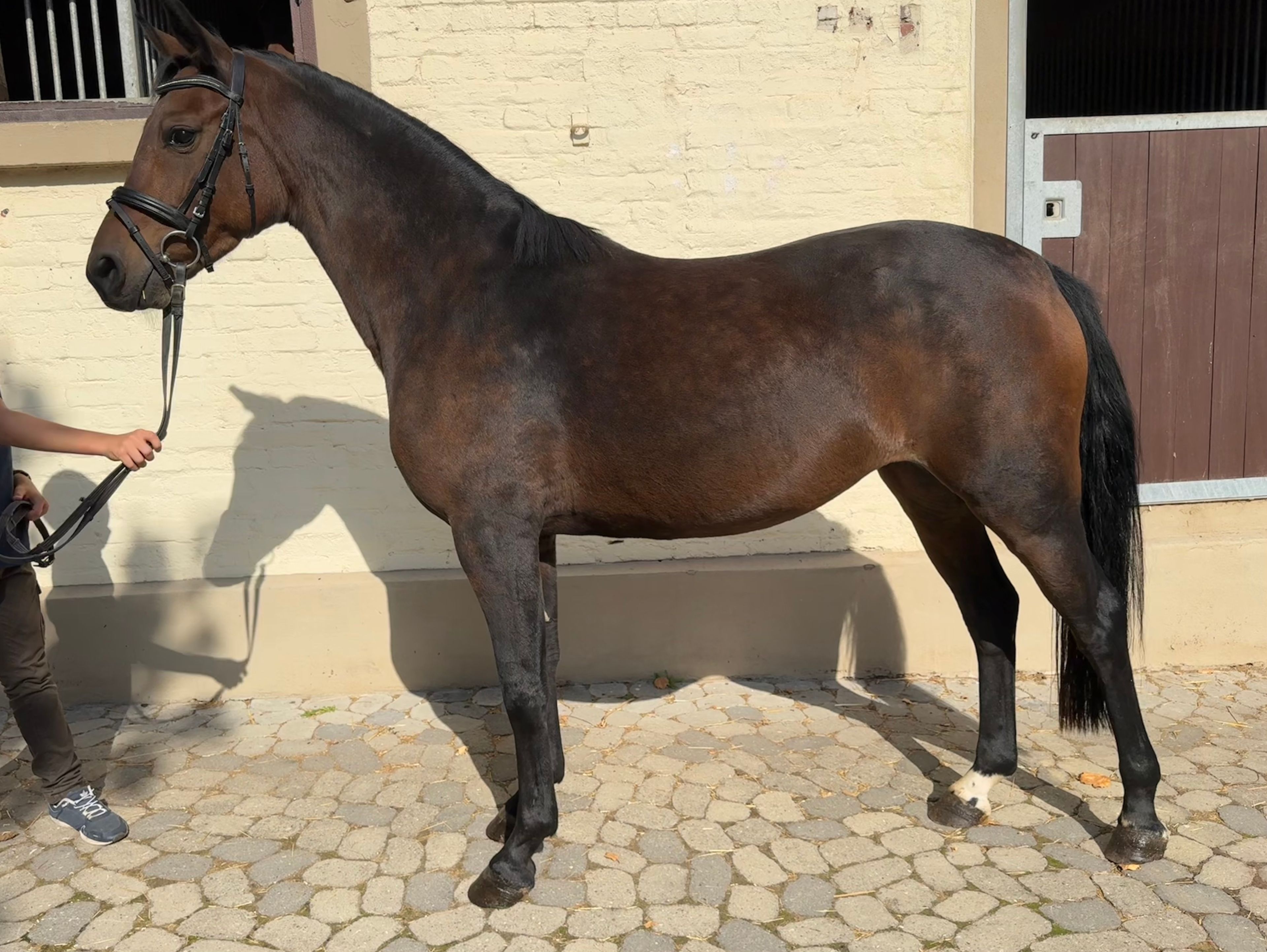 Rose ☆ (BON ROYAL x MANO) - Image 3