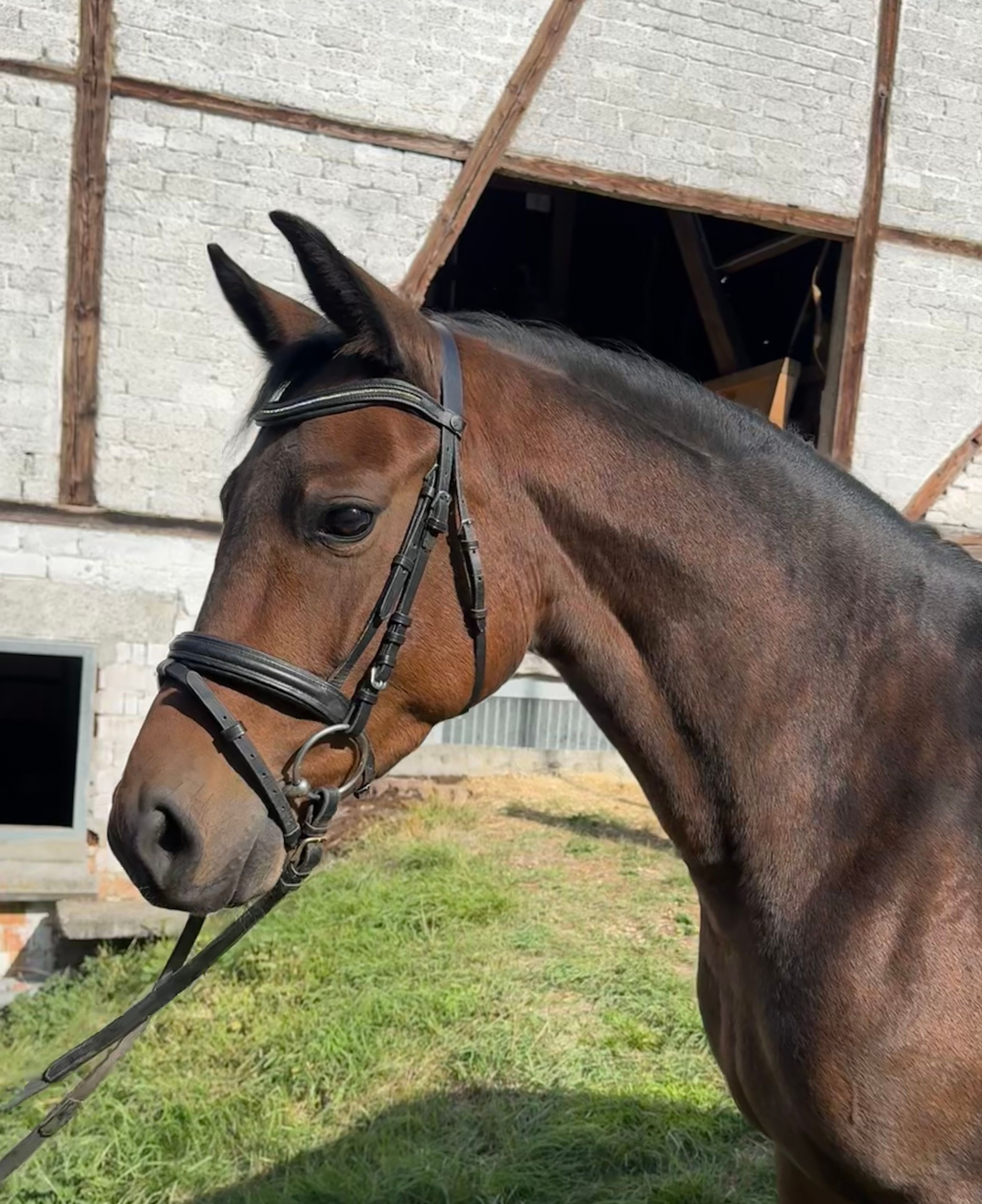 Rose ☆ (BON ROYAL x MANO) - Image 1