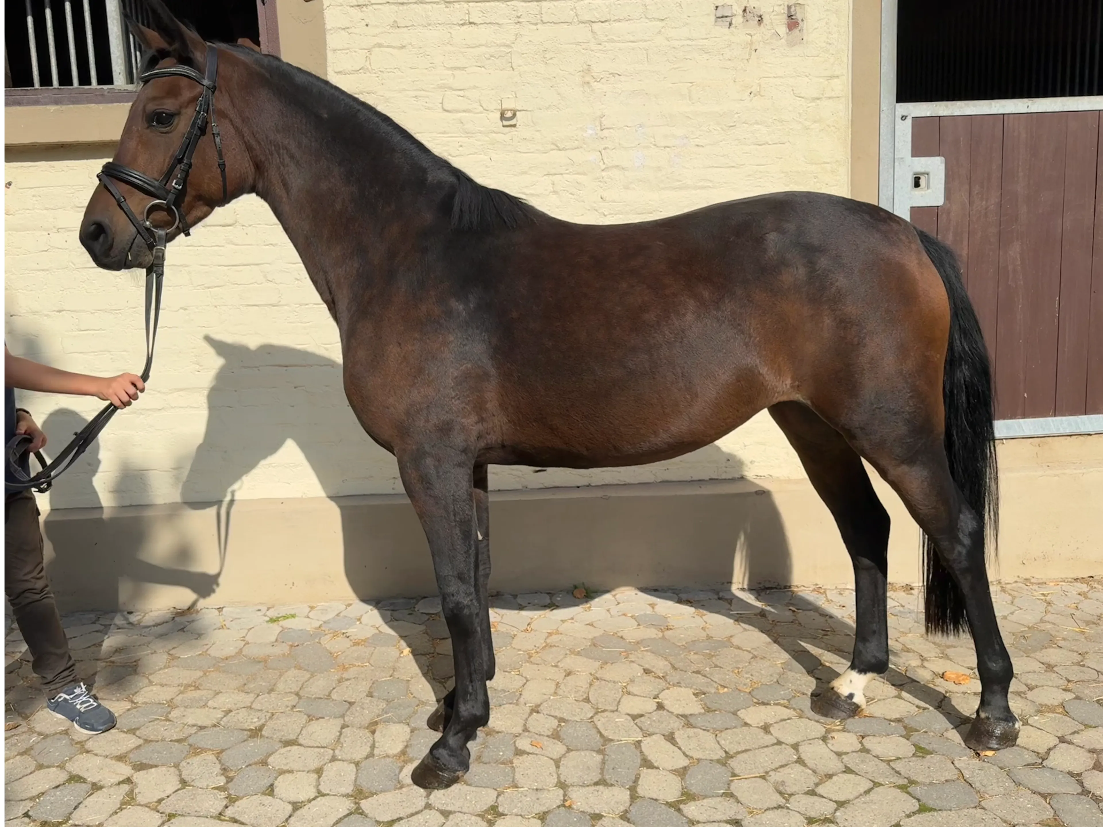 Rose ☆ (BON ROYAL x MANO) - Image 2