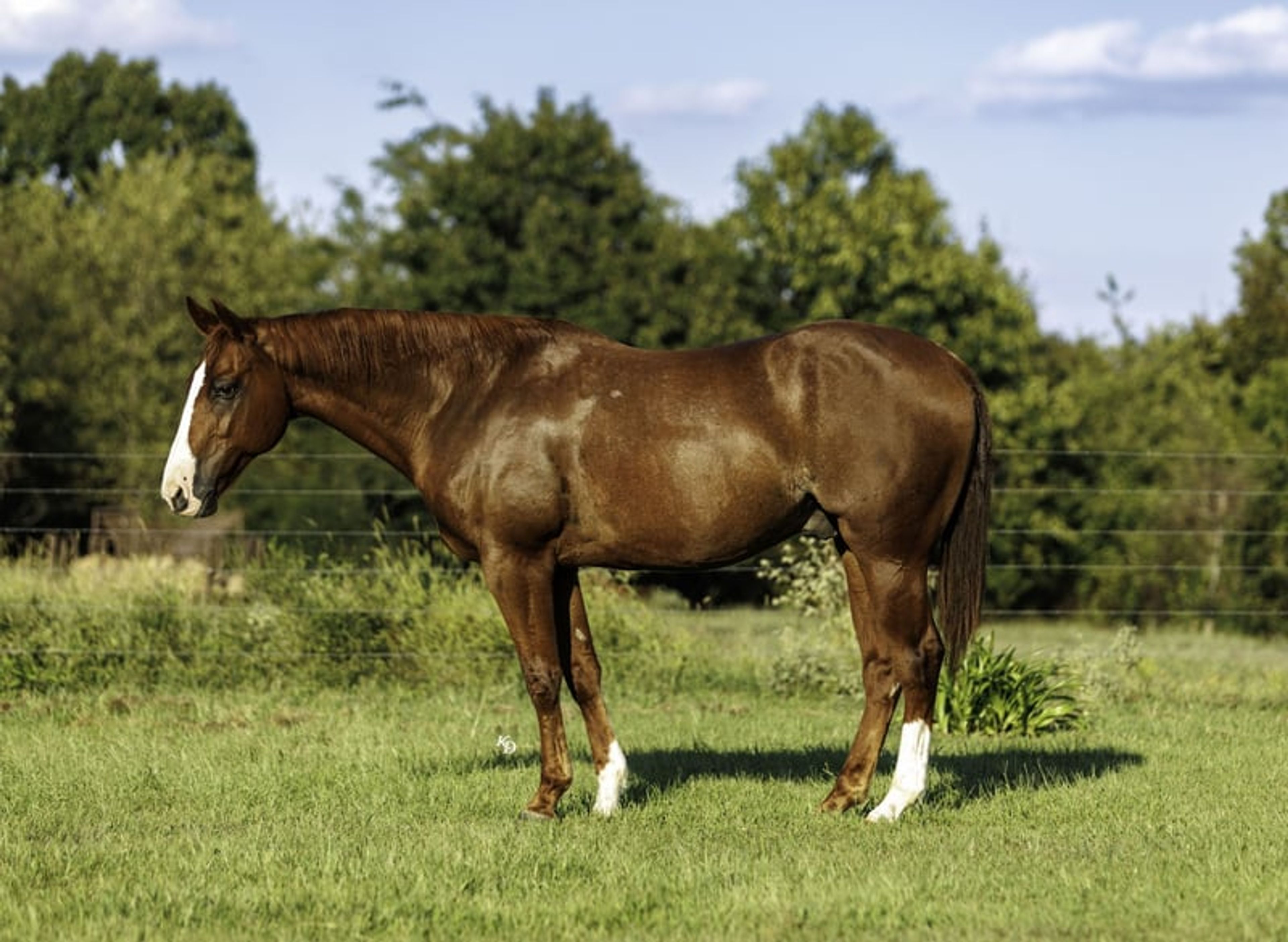 Cletus 10 Yr old 15.2hh Sorrel AQHA Gelding