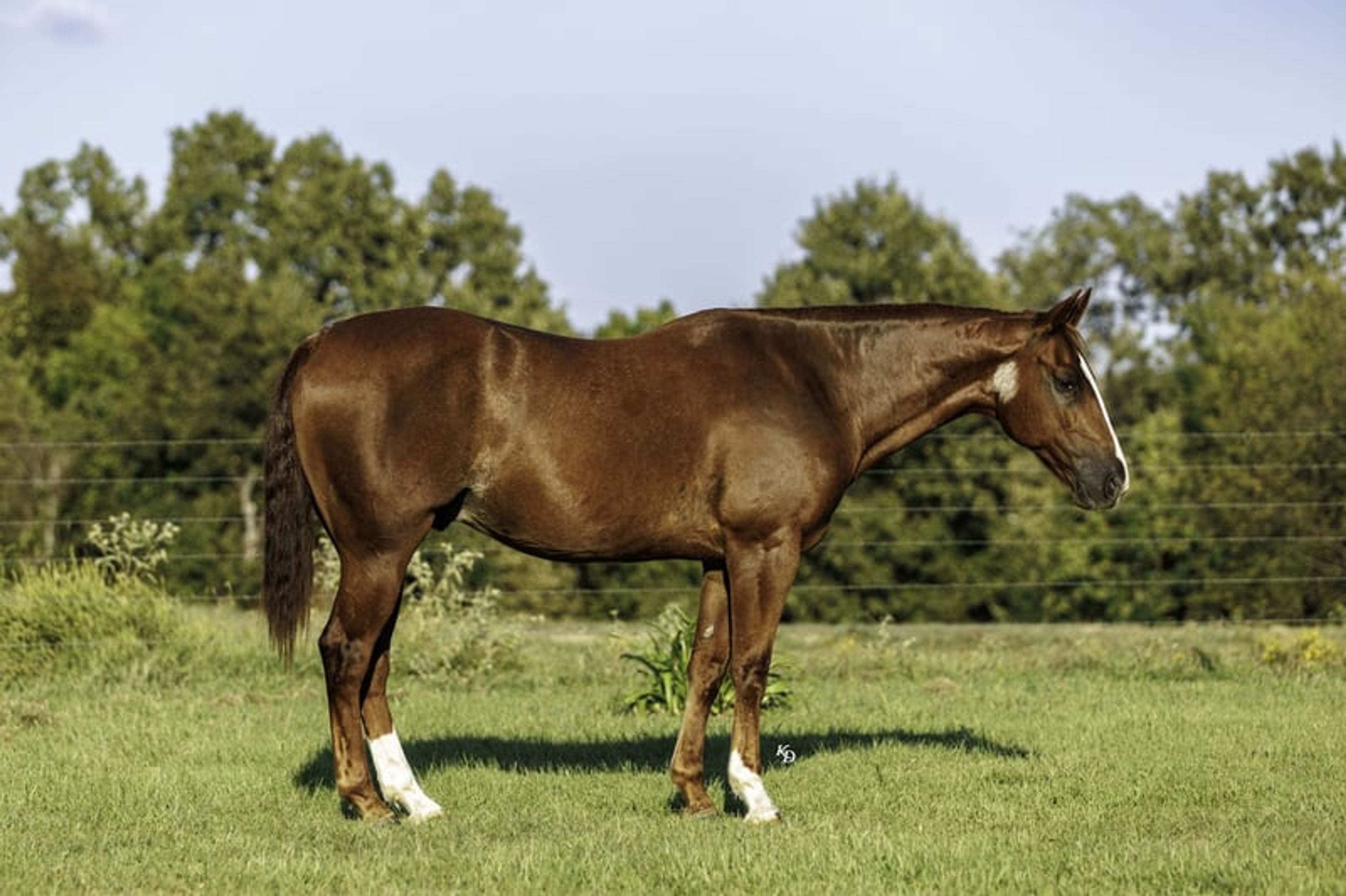 Cletus 10 Yr old 15.2hh Sorrel AQHA Gelding - Image 2