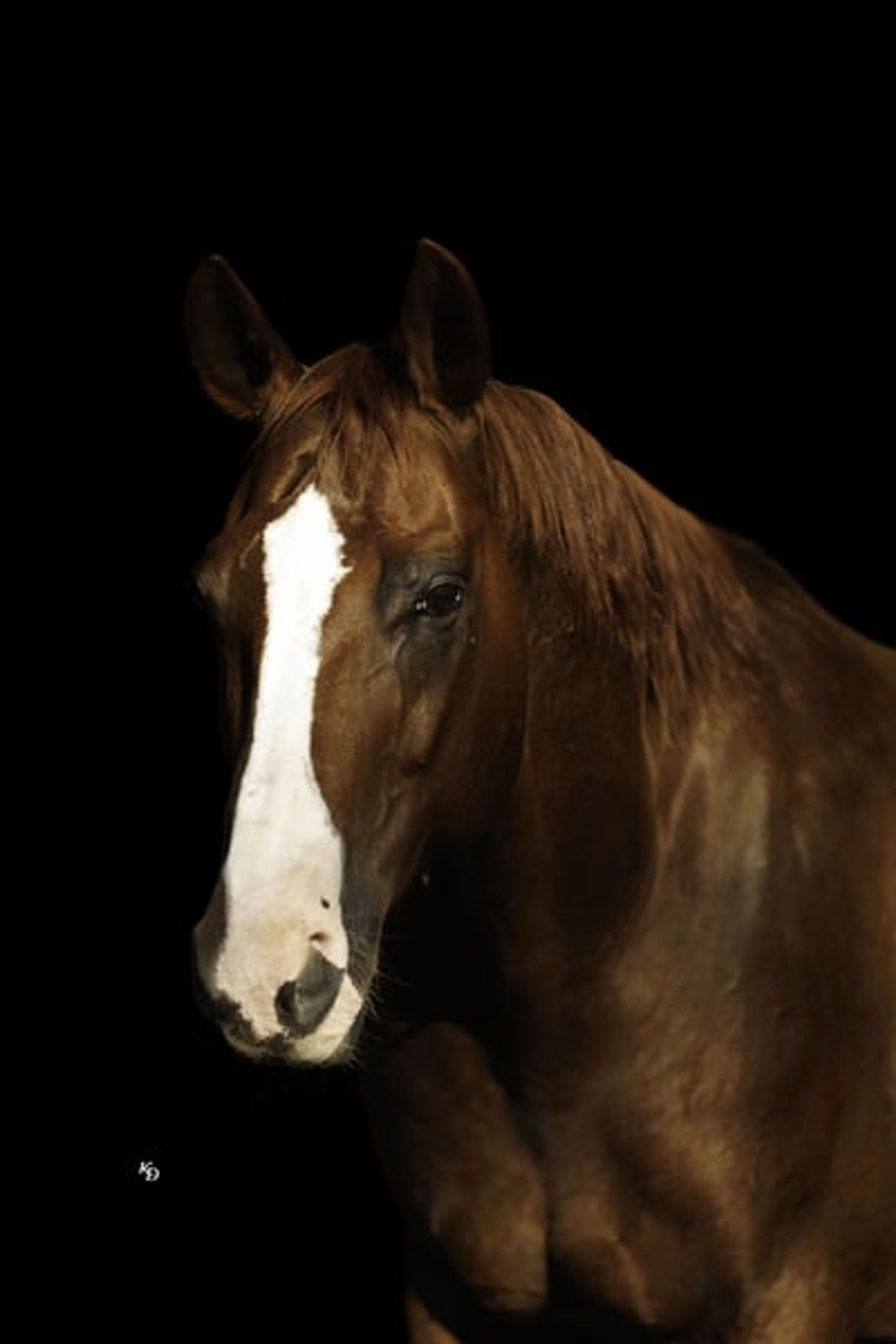 Cletus 10 Yr old 15.2hh Sorrel AQHA Gelding - Image 3