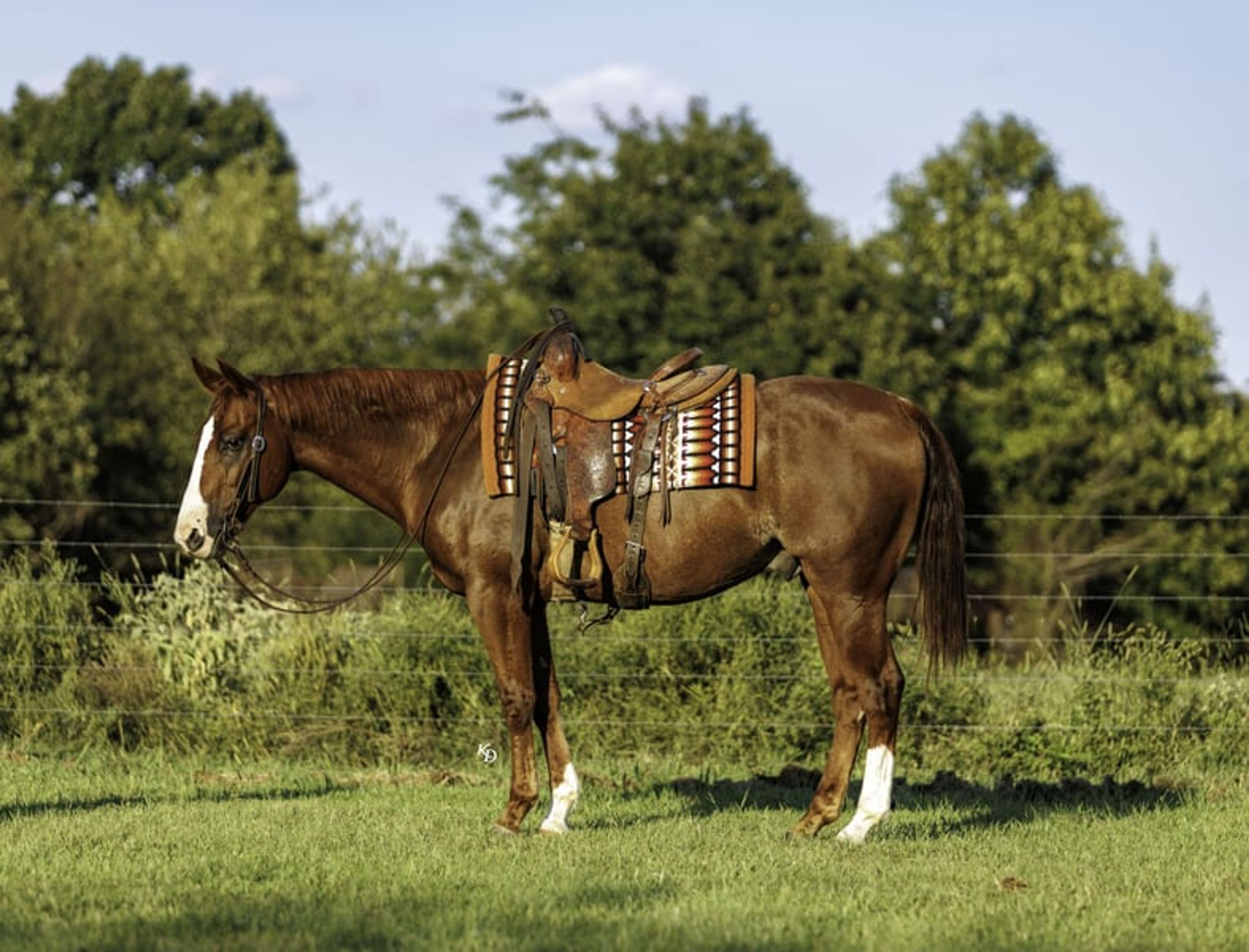 Cletus 10 Yr old 15.2hh Sorrel AQHA Gelding - Image 4