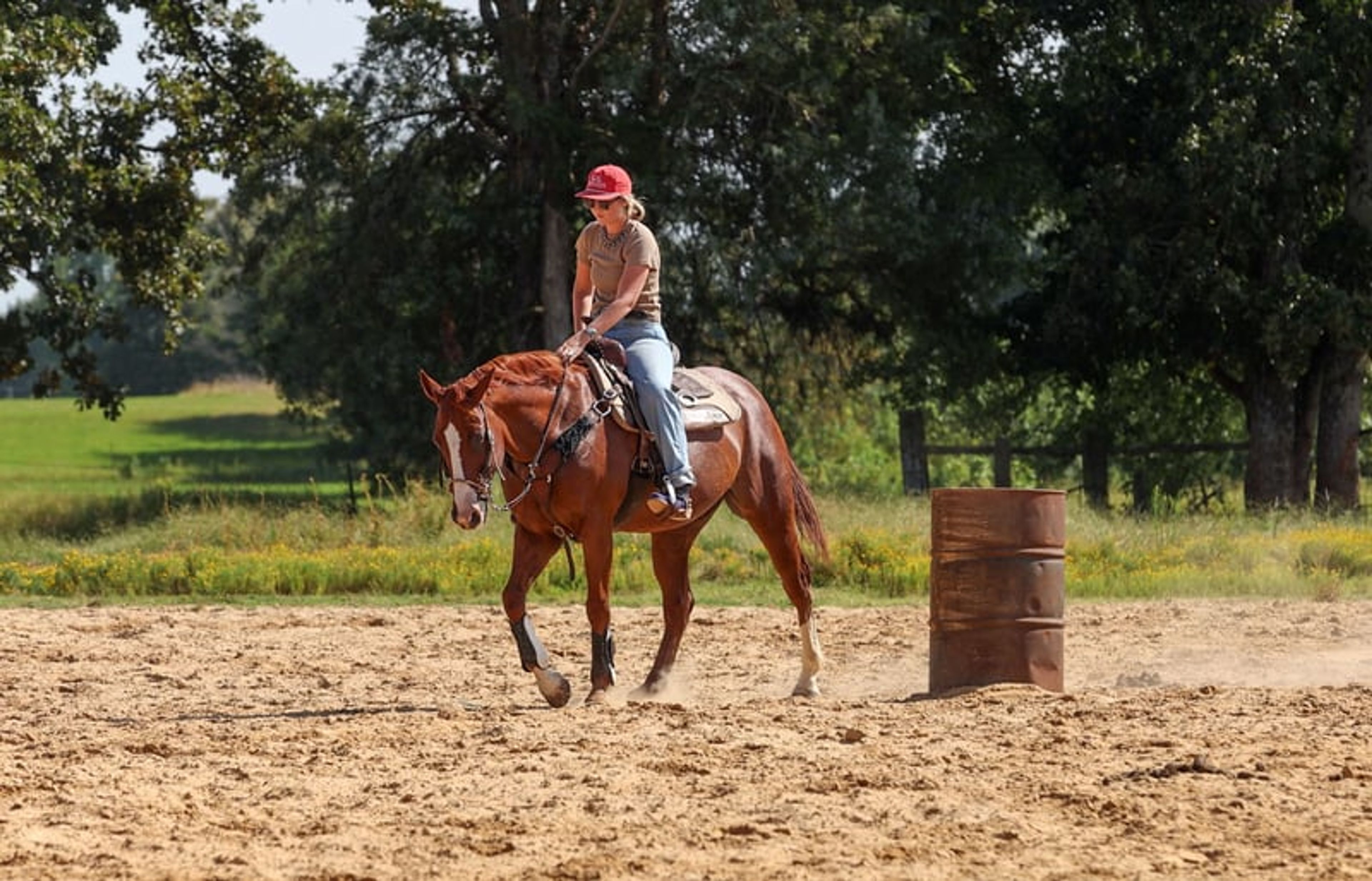 Cletus 10 Yr old 15.2hh Sorrel AQHA Gelding - Image 7